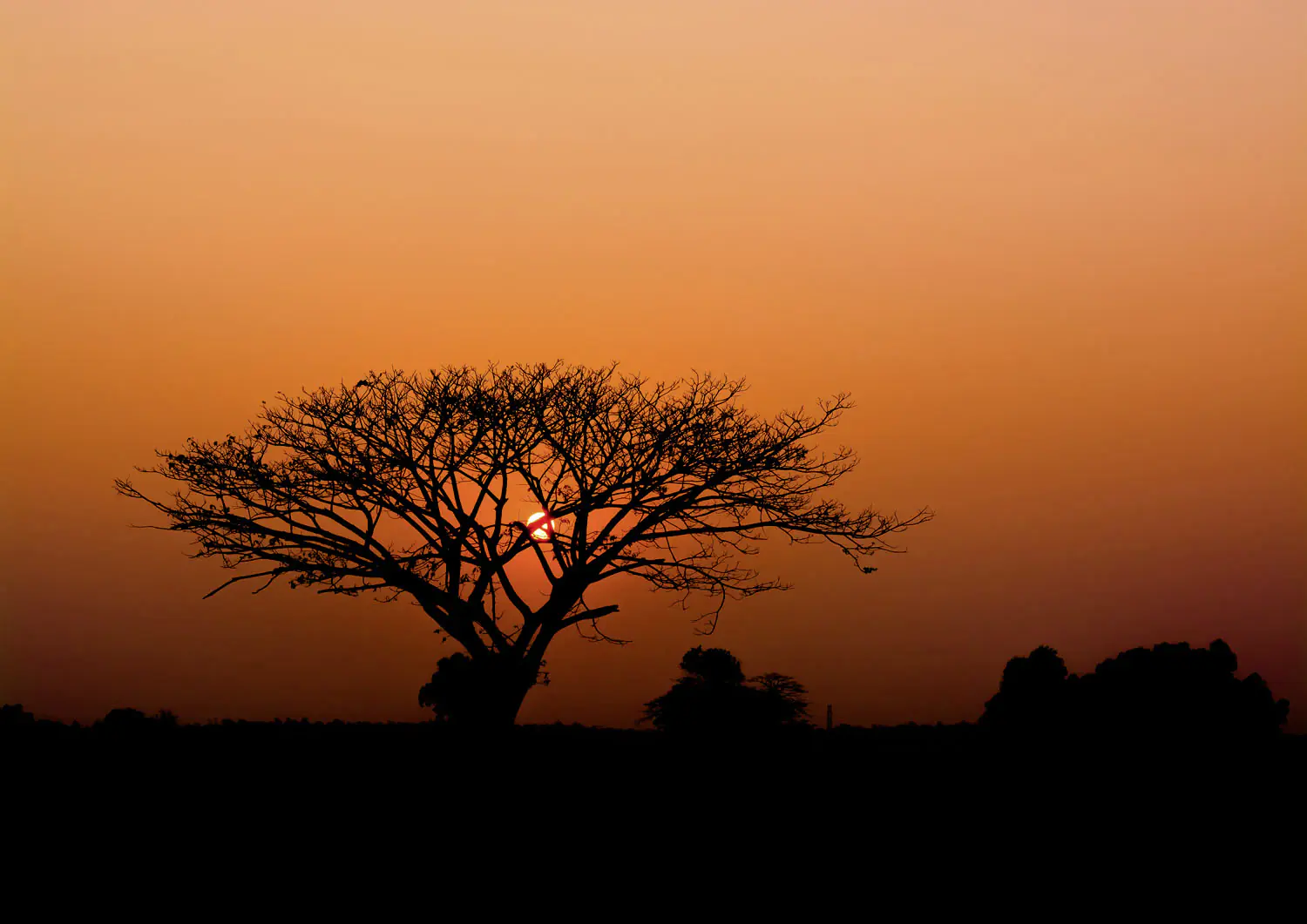 Rasch Vlies Fototapete 363647 Rot-Feuerrot Muster & Motive 3 m x 4,24 m