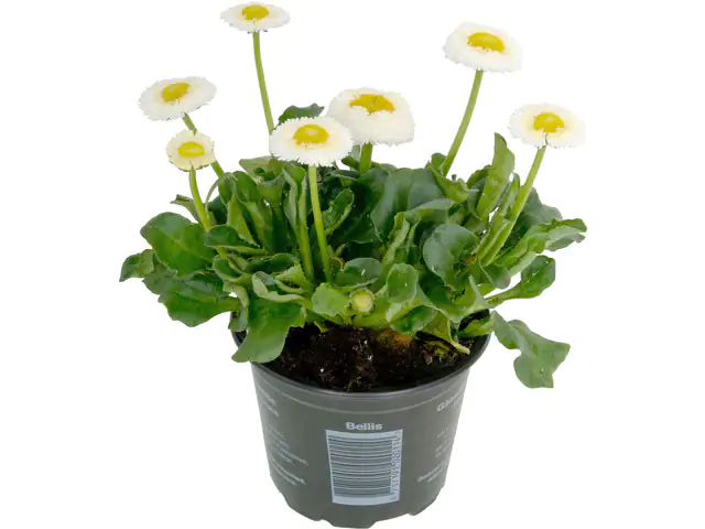 Bellis Perennis Gänseblümchen im 9 cm Topf Bellis Perennis Gänseblümchen im 9 cm Topf