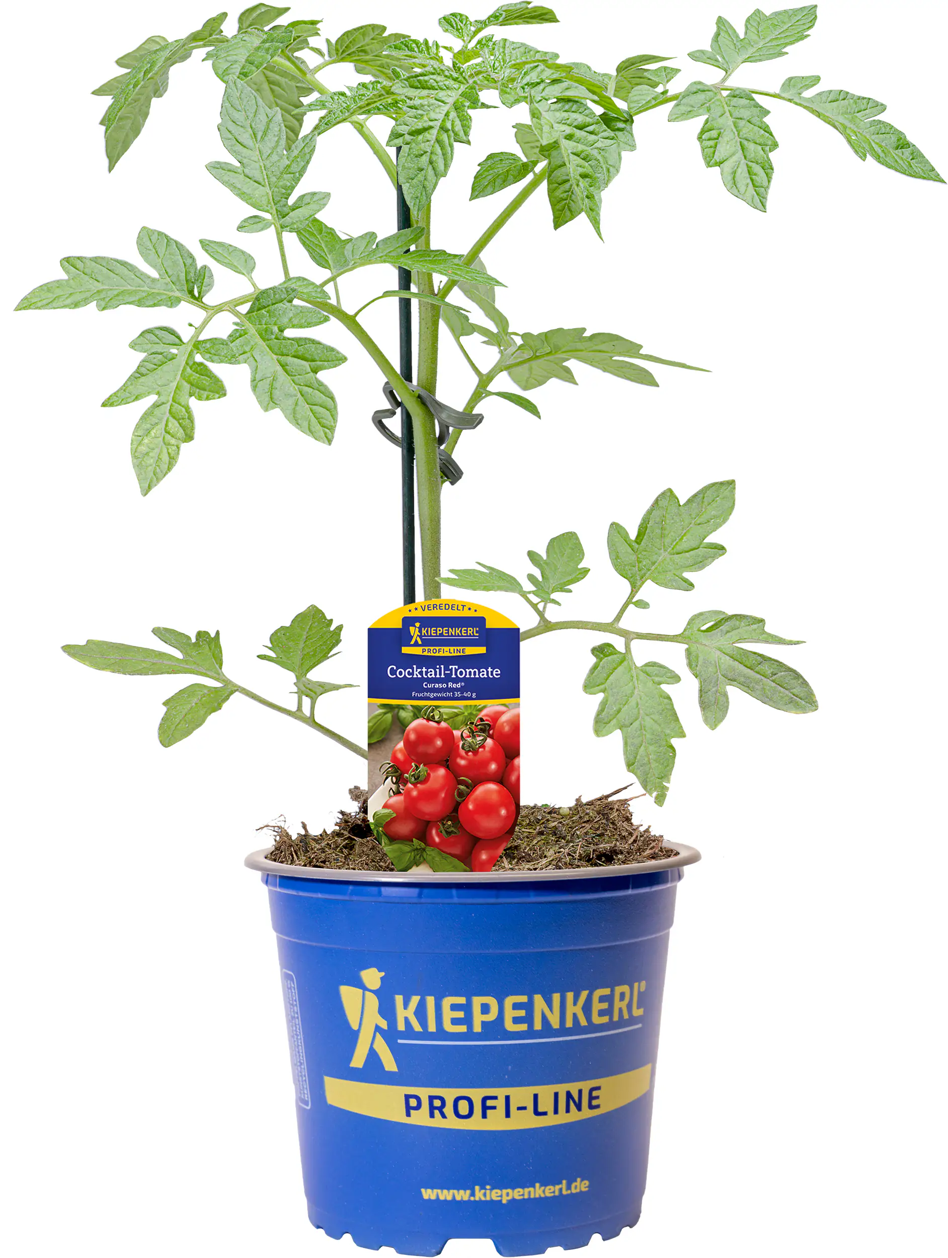 Gemüsepflanze veredelte Sorten Tomate 12 cm Topf