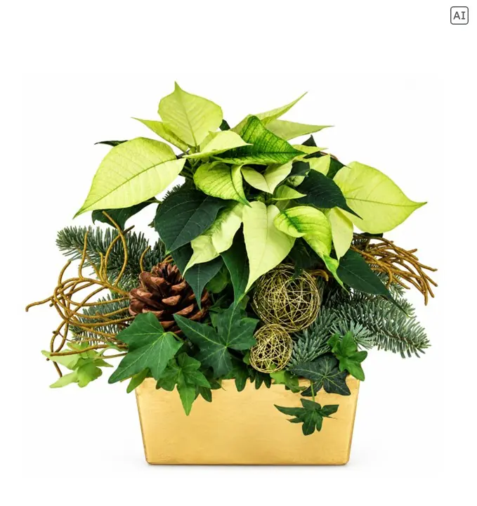 Weihnachtliches Arrangement Schale eckig bepflanzt