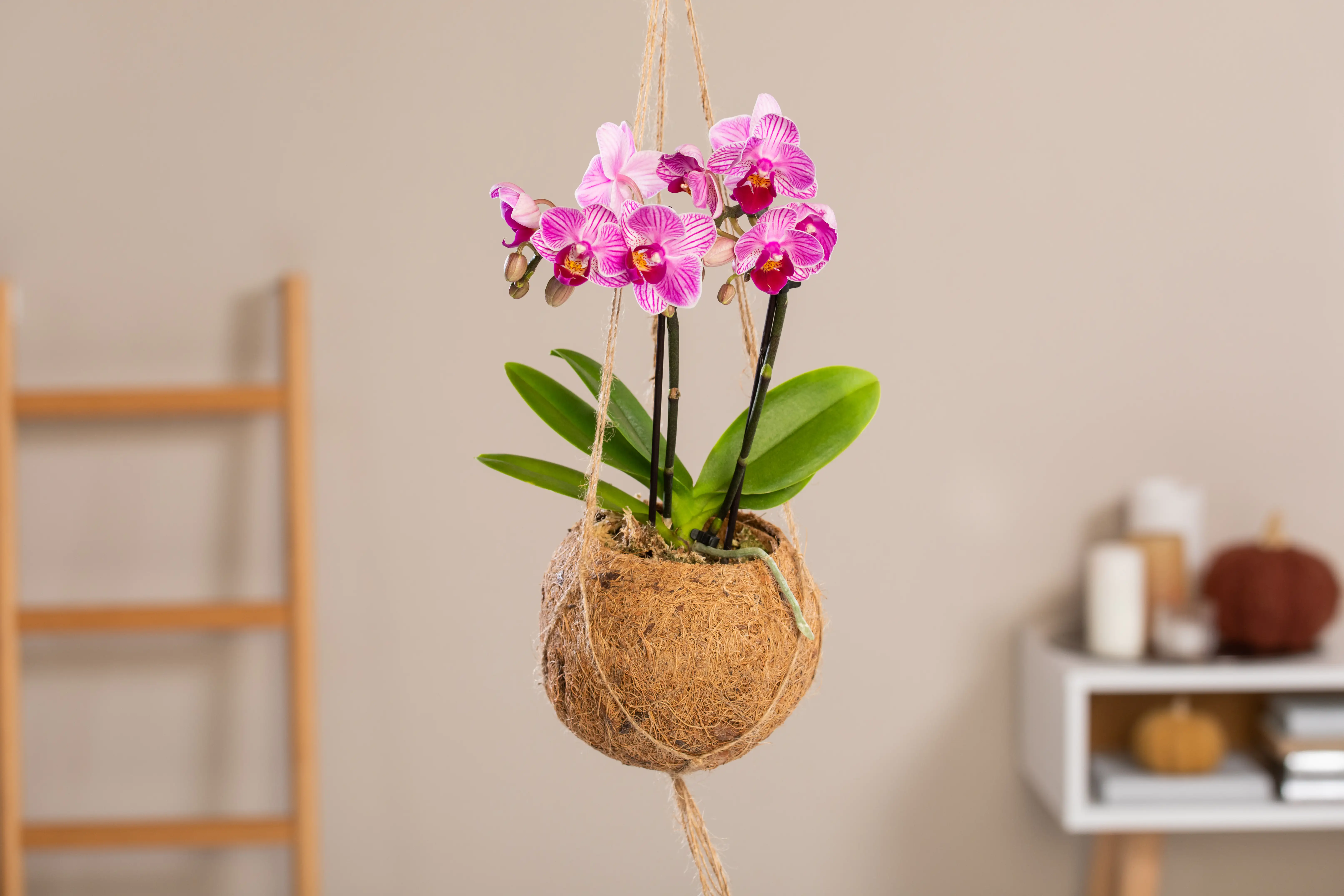 Kokodama Rosa Orchidee Phalaenopsis 2 Trieber H ca. 30 cm 12 cm Topf 