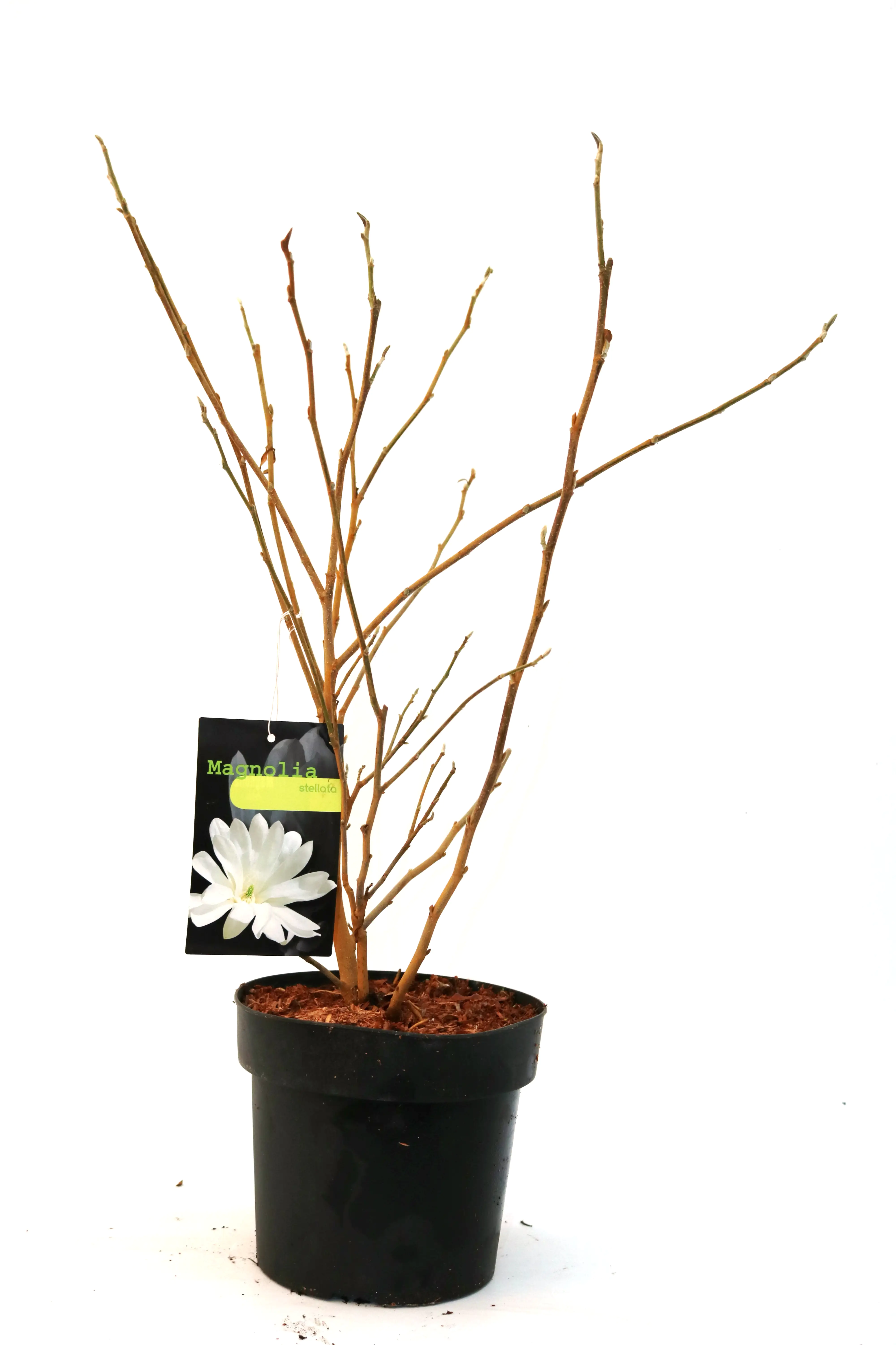 Sternmagnolie 5 l Container Sternmagnolie 5 l Container