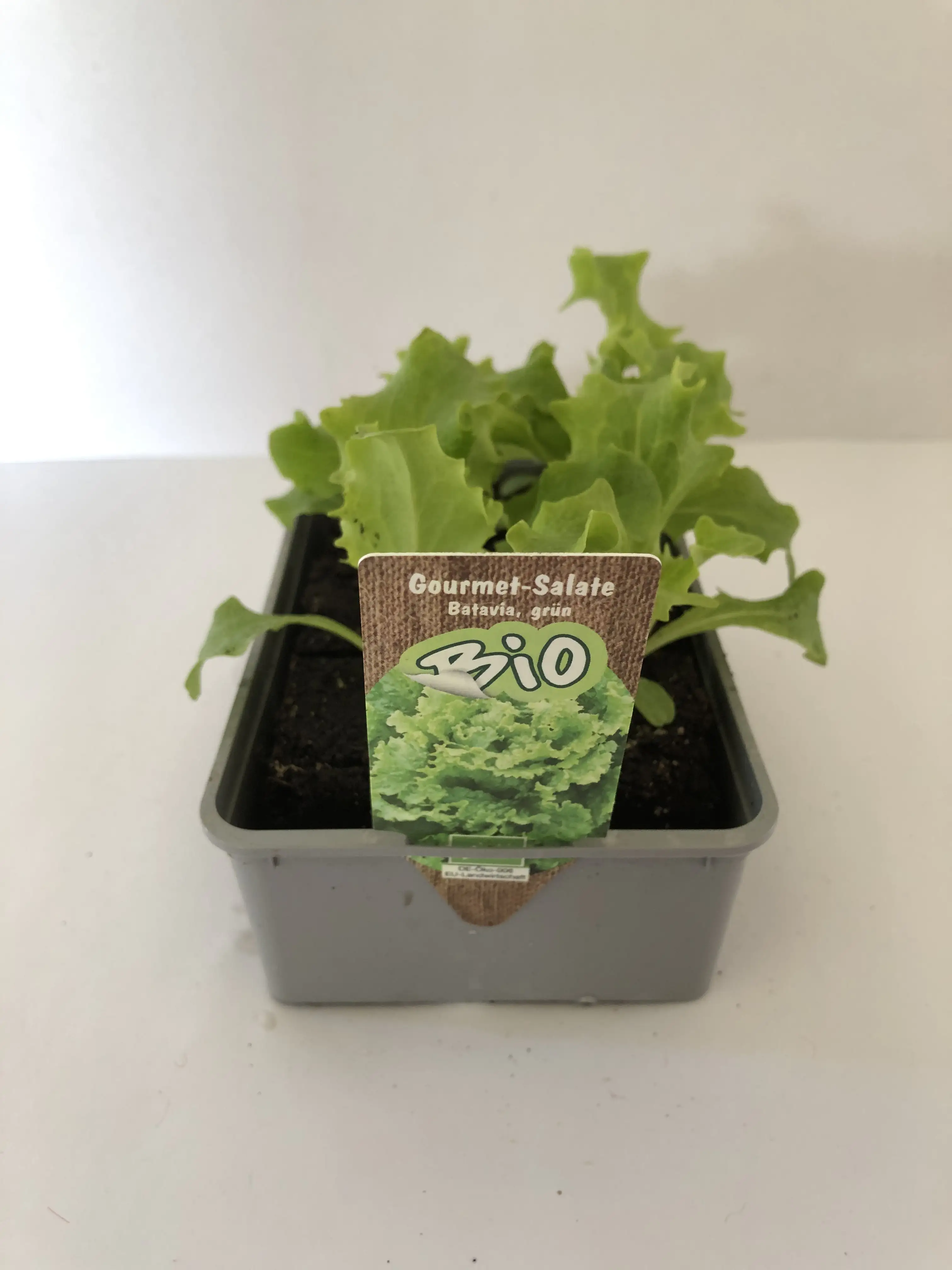 Batavia grün Batavia lettuce 6er Schale