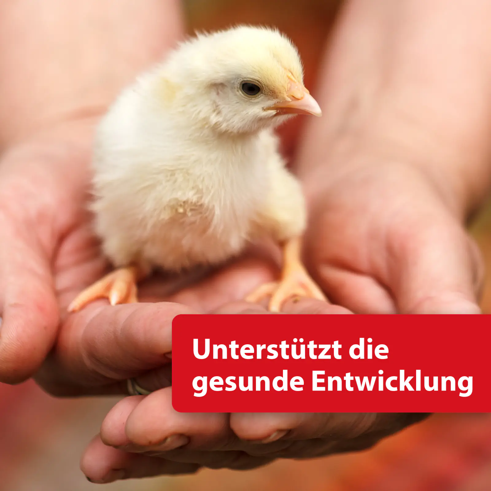 Quiko Hobbyfarming Eifutter für Hühner und Geflügel 2 kg