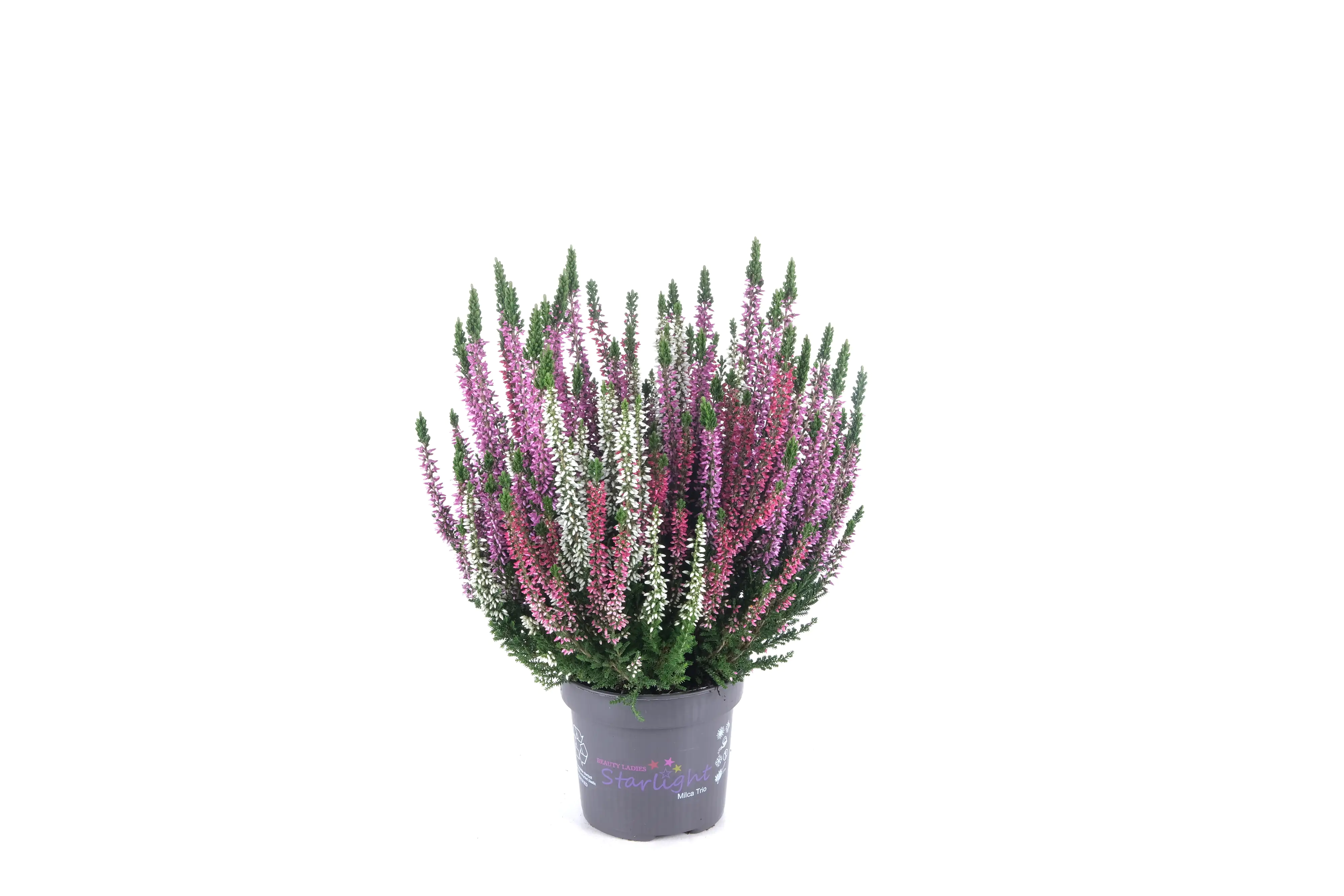 Sommerheide Calluna Beauty Ladies Starlight 11 cm Topf