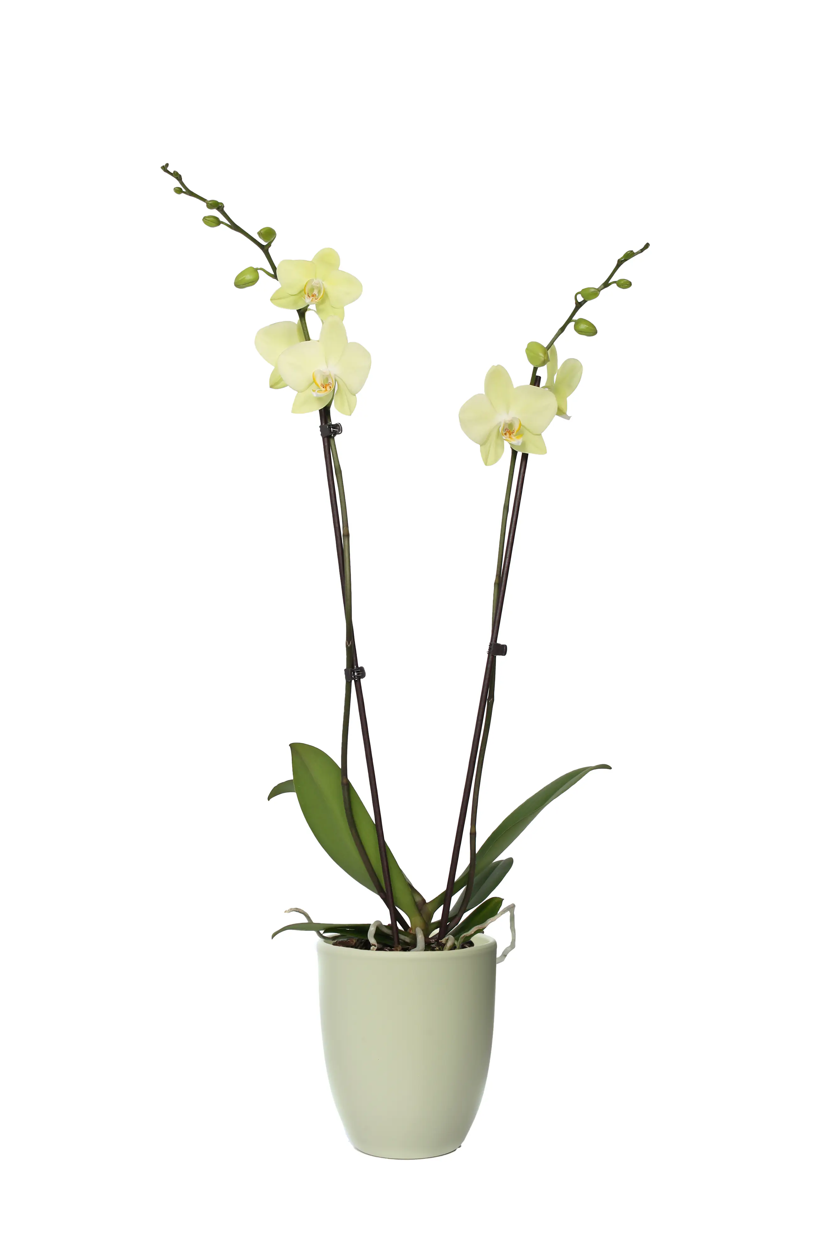 Orchideen Mix Phalaenopsis 2 Trieber 12 cm in Hugo Keramik Topf Orchideen Mix Phalaenopsis 2 Trieber 12 cm in Hugo Keramik Topf
