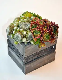 Arragement Hauswurz Sempervivum 13 cm Holzwuerfel