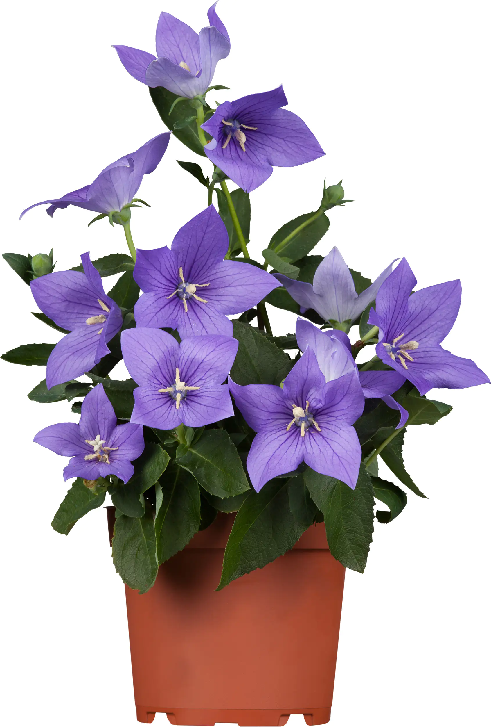 Ballonblume Platycodon H ca 60 cm 12 cm Topf