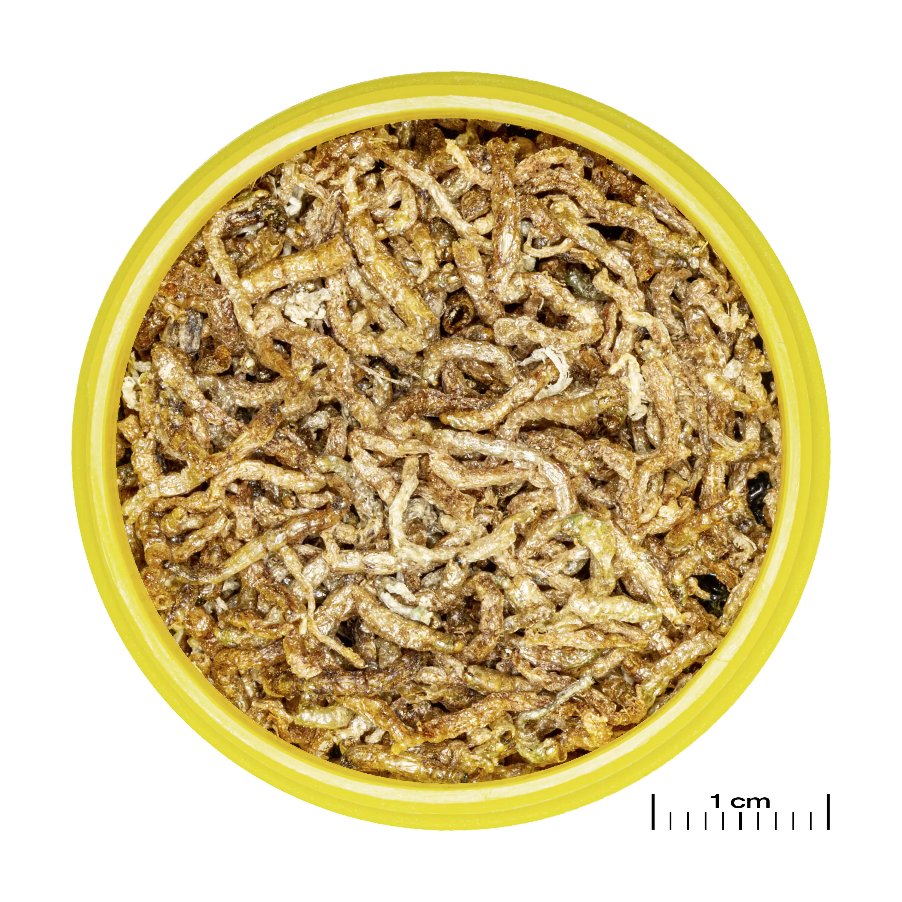 JBL Fischfutter Pronovo Fil Rote Mückenlarven Fischfuttr 100 ml JBL Fischfutter Pronovo Fil Rote Mückenlarven Fischfuttr 100 ml