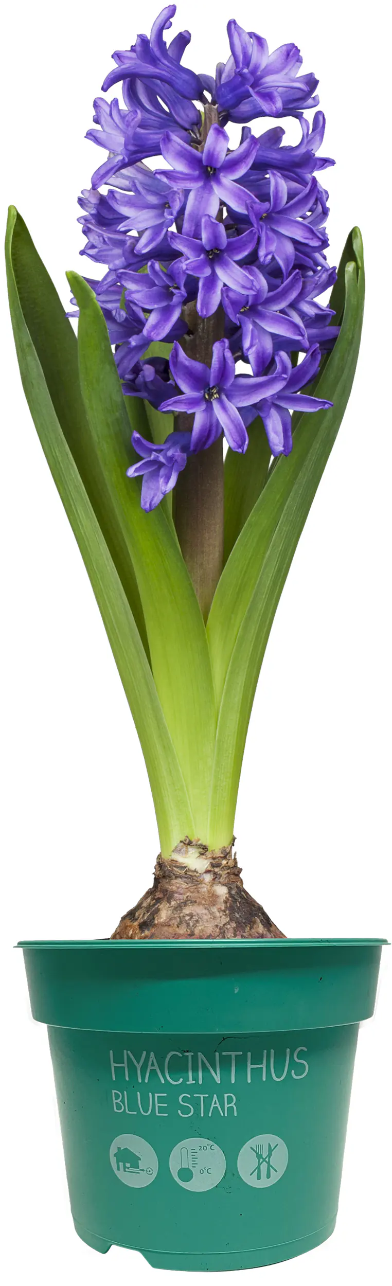 Premium Zwiebelpflanzen Hyacinthus Hyazinthe 12 cm Topf