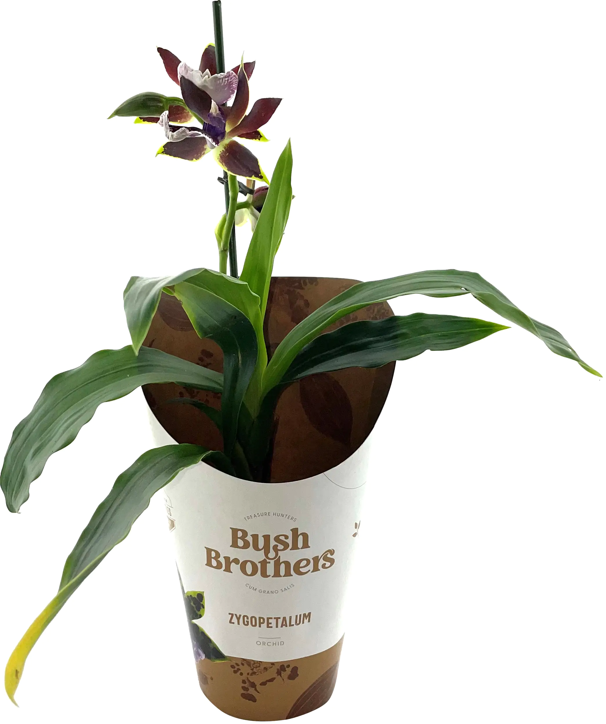 Orchideen exotische Sondersorten Mix 12 cm Topf Orchideen exotische Sondersorten Mix 12 cm Topf