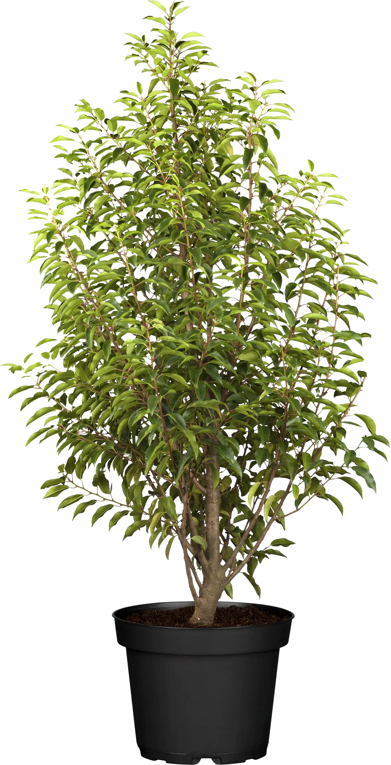 Portugiesischer Kirschlorbeer Prunus lusitanica 5 L Container