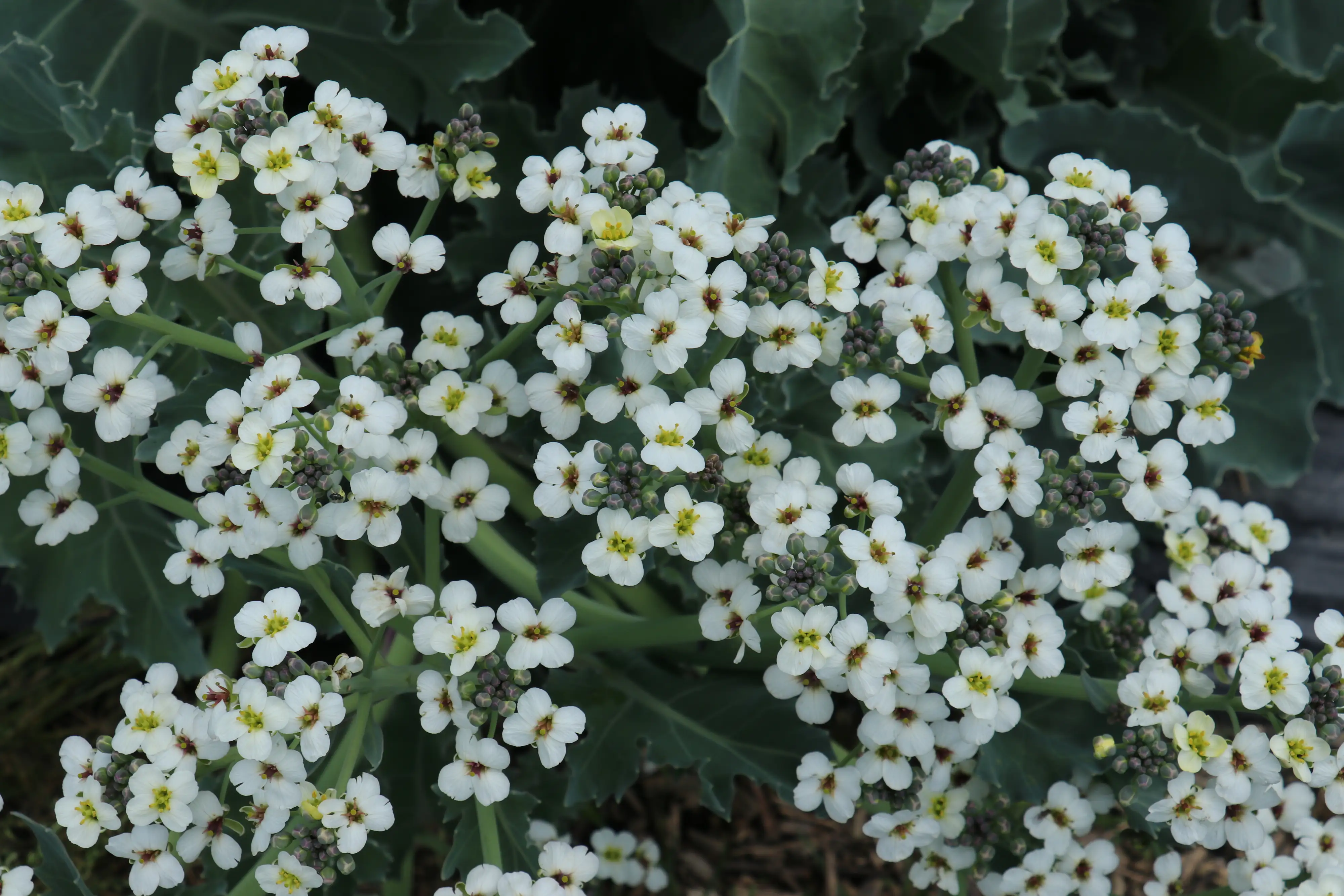 Meerkohl Crambe maritima 12 cm Topf