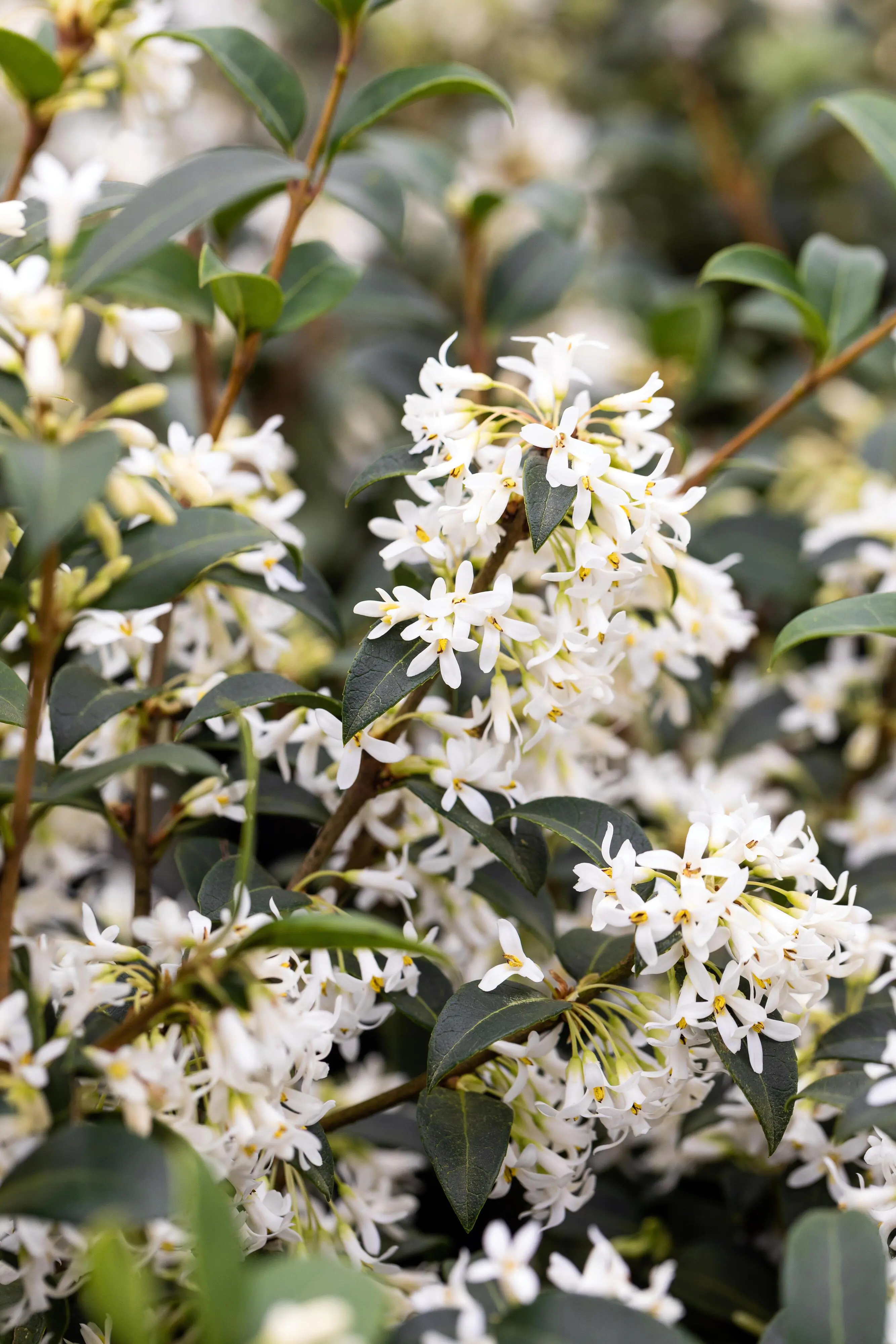 Frühlingsduftblüte Osmanthus Burkwoodii H 80 - 100 cm, 20 Stück
