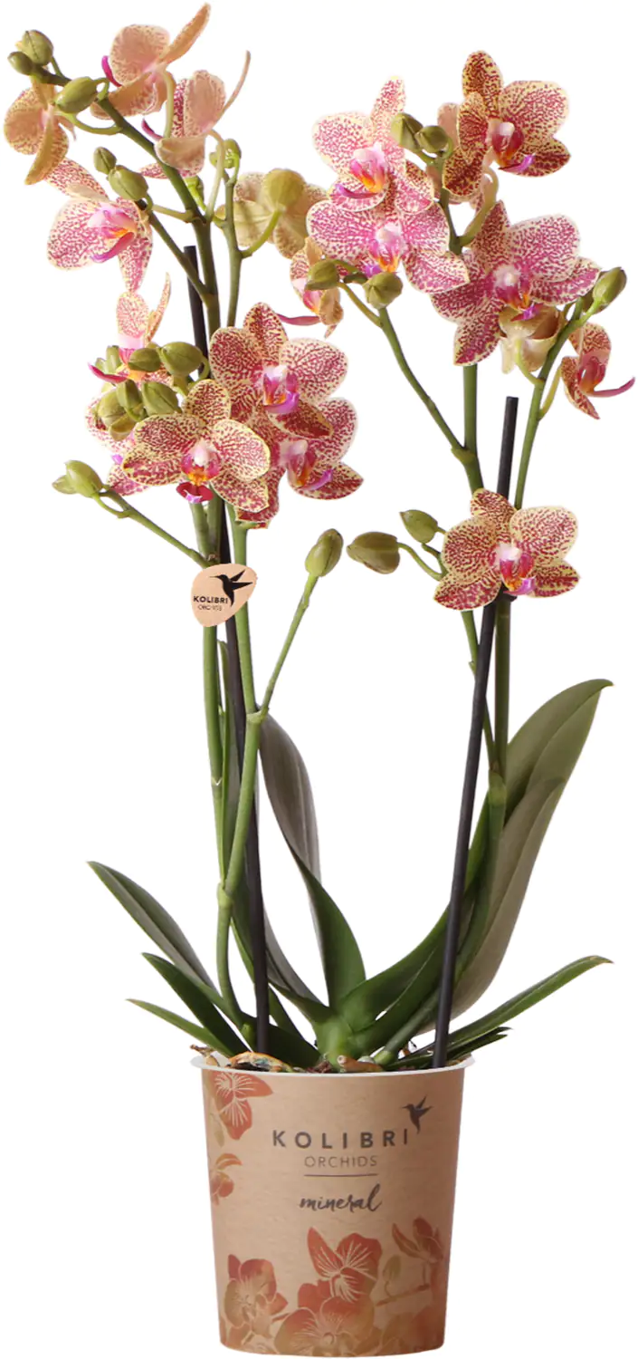 Orchidee Phalaenopsis Kolibrie 2 Triebe 9 cm Topf ca. 40 cm hoch