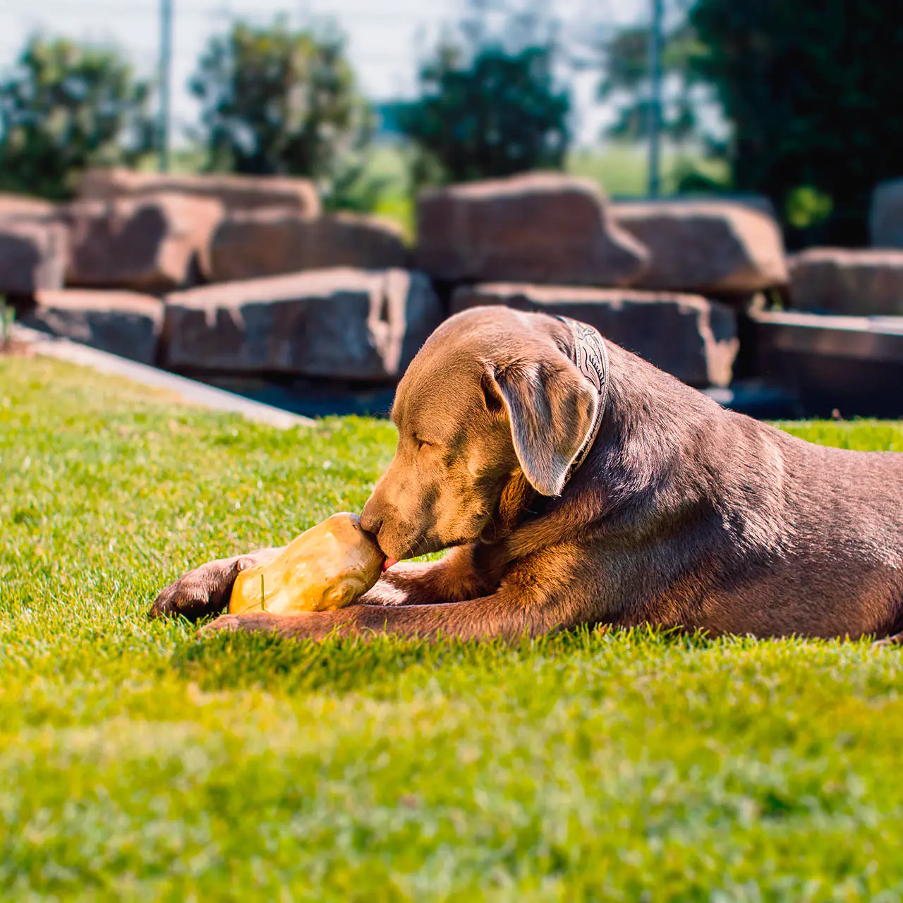 Larsson Farm Gorilla Kauholz Gr. L