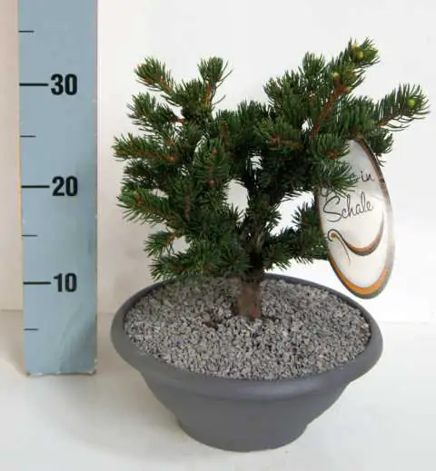 4029395015488 Edelkonifere in Schale 20-25 cm 3,5 l Container