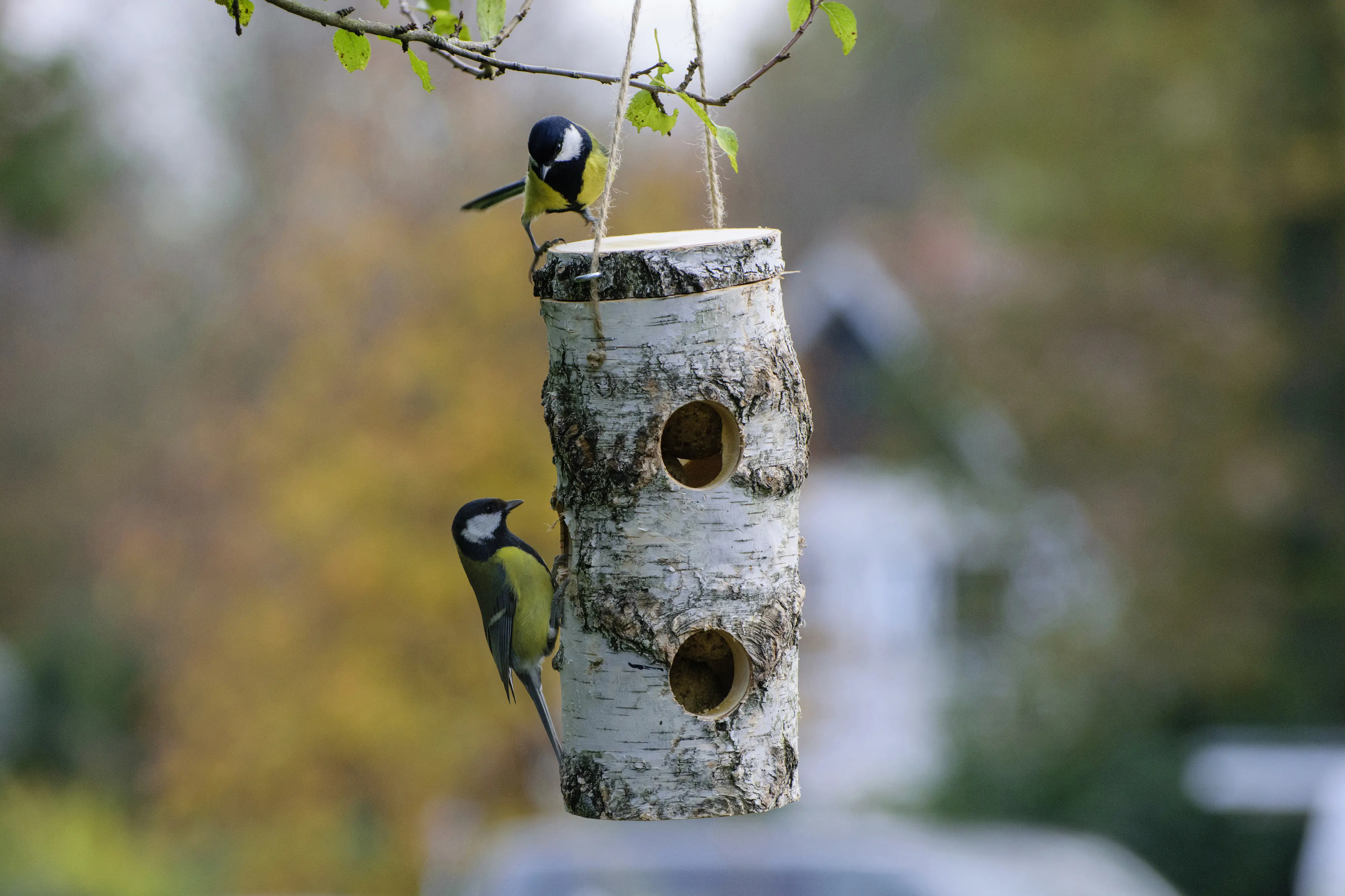 Dobar Meisenknödelhalter aus naturbelassener Birke
