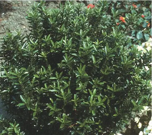 Euonymus japonicus japanischer Spindelstrauch Microphyllus grün 2 Liter Container