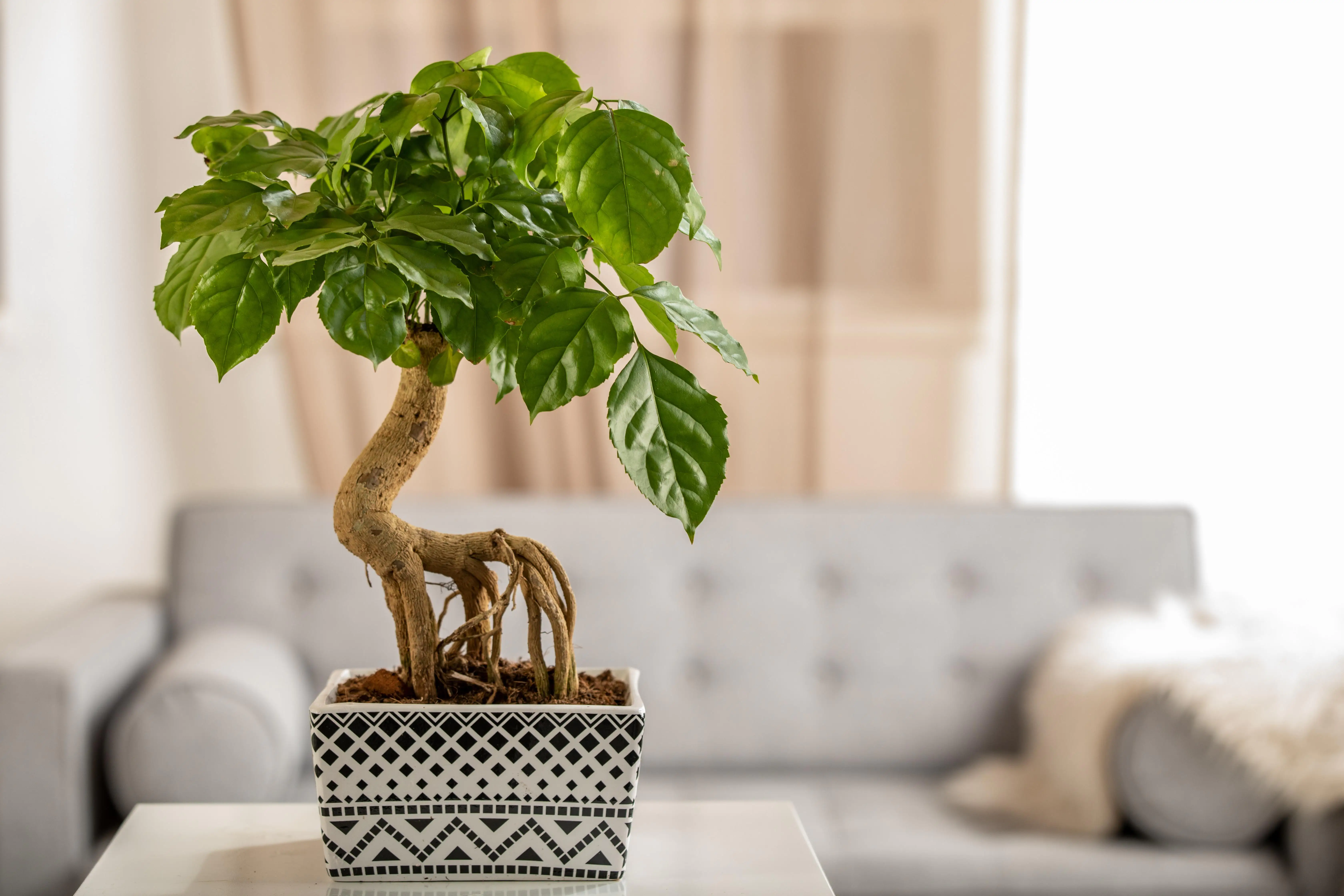 Zimmeresche Radermachera Mangrove H ca. 50 cm 19 cm Topf