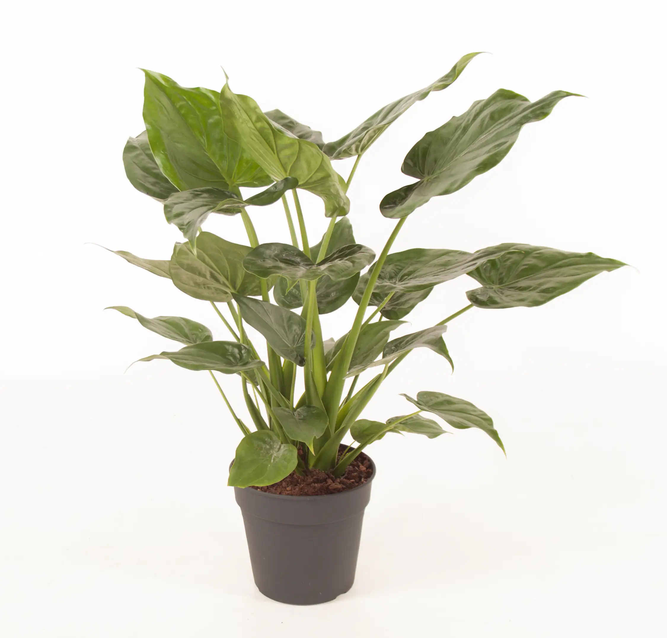 8717929894291 Pfeilblatt Alocasia Cucullata H ca. 90 cm 27 cm Topf
