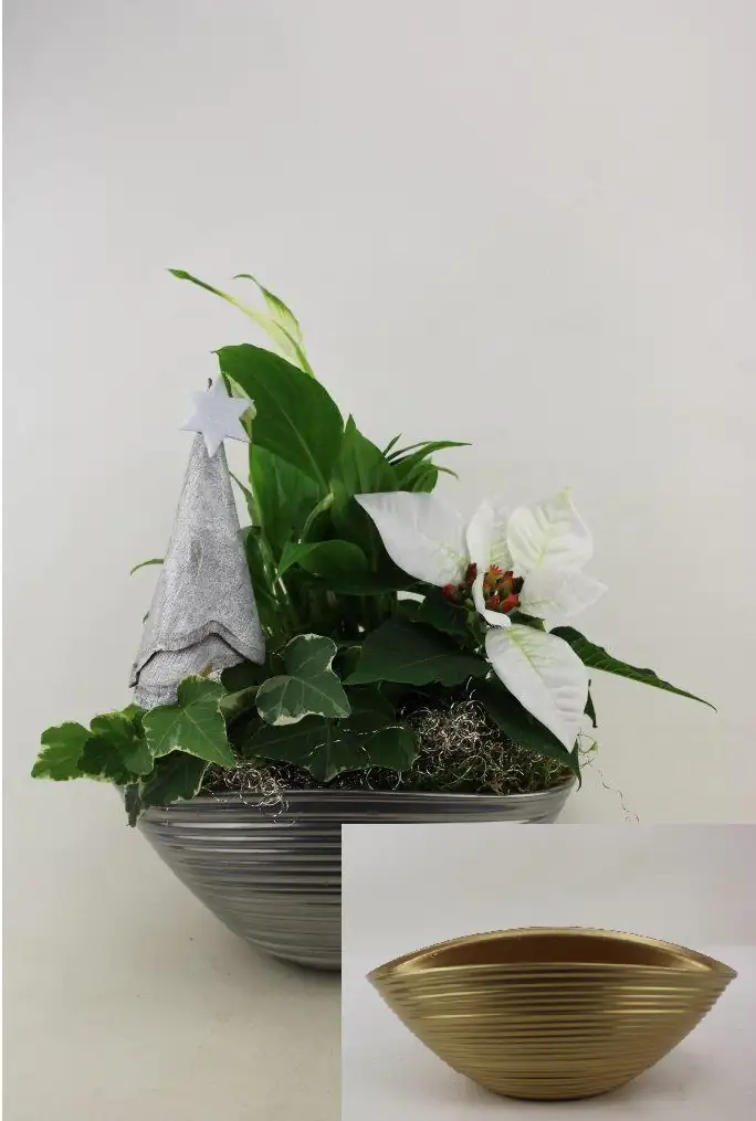 Advents-Arrangement Friedenslilie, Weihnachtsstern und Efeu mit Deko