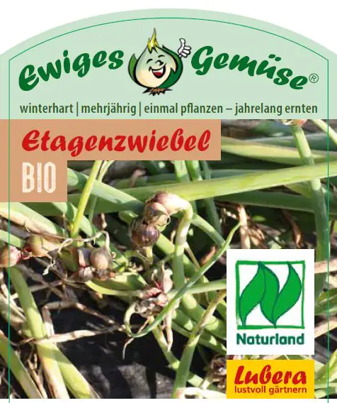 Etagenzwiebel Allium cepa var. Viviparum 12 cm Topf