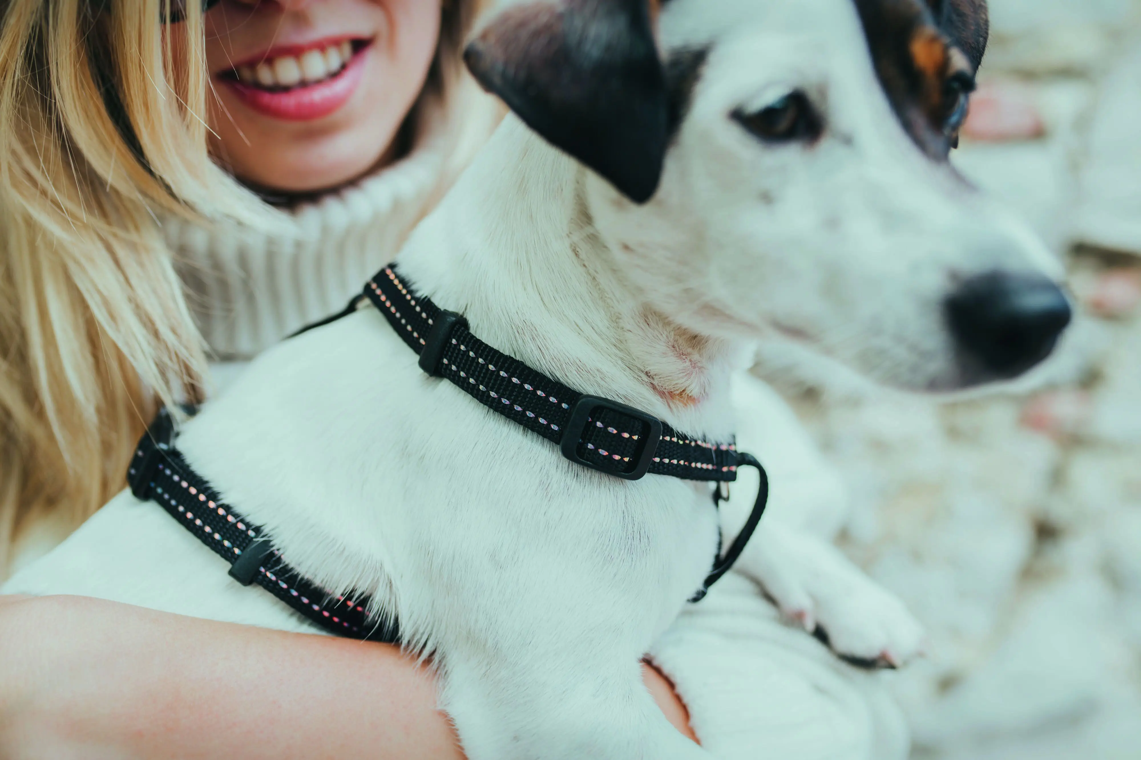 Hunter Hundegeschirr Tripoli S schwarz