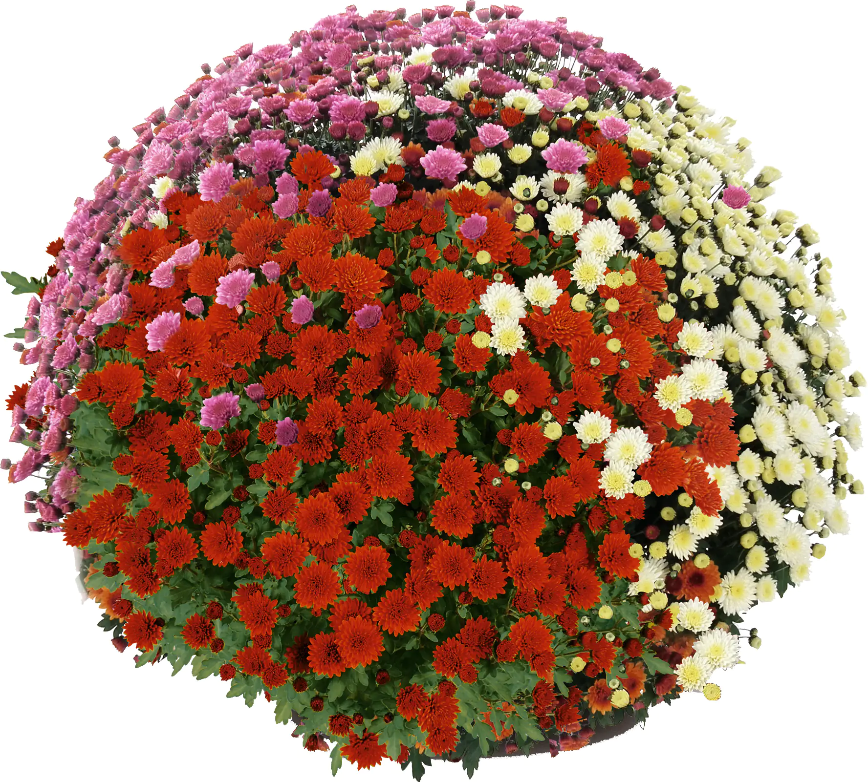 8717432564582_04 Chrysanthemen Busch Ø 45 cm 19 cm Topf