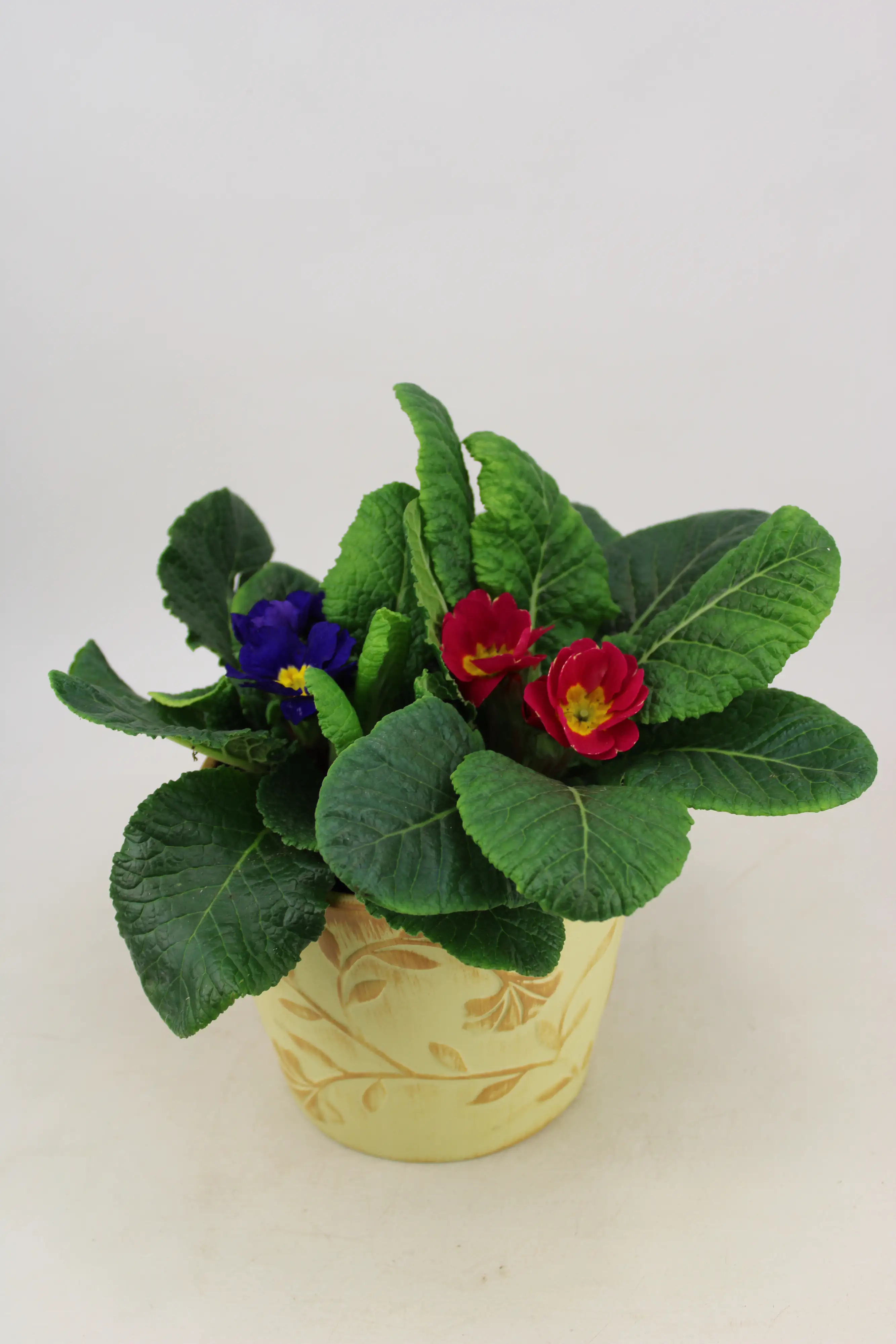 Frühlings Arrangement im 13 cm Ornamenttopf