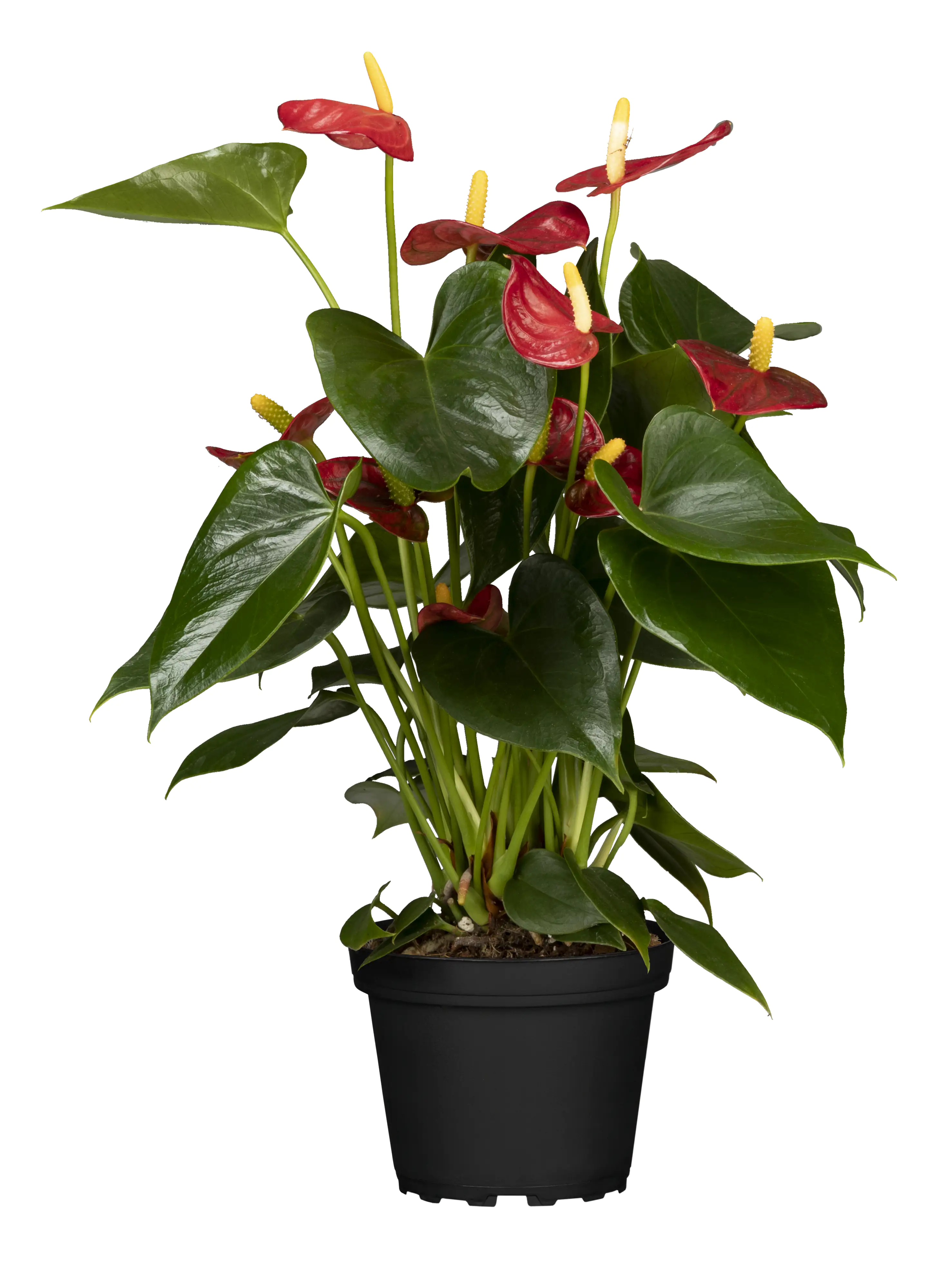 Flamingoblume Anthurium Red Champion H ca 50 cm 14 cm Topf Flamingoblume Anthurium Red Champion H ca 50 cm 14 cm Topf
