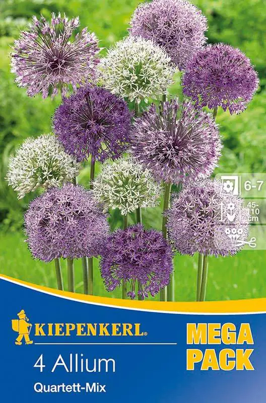 Kiepenkerl Herbstblumenzwiebel Allium Quartett-Mix Allium x Hybrida, Inhalt: 4 Stück