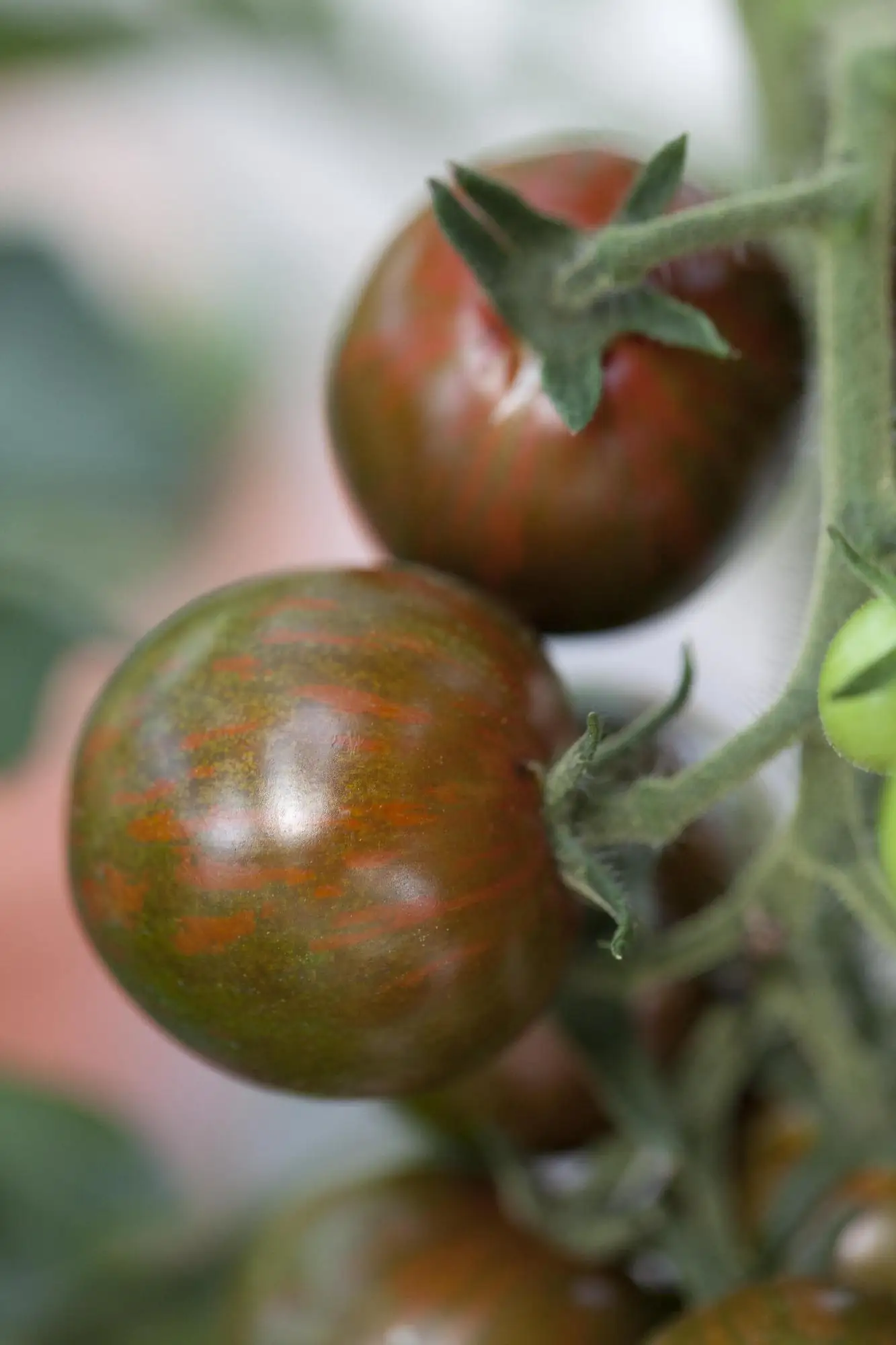 Cocktailtomate 10,5 cm Topf