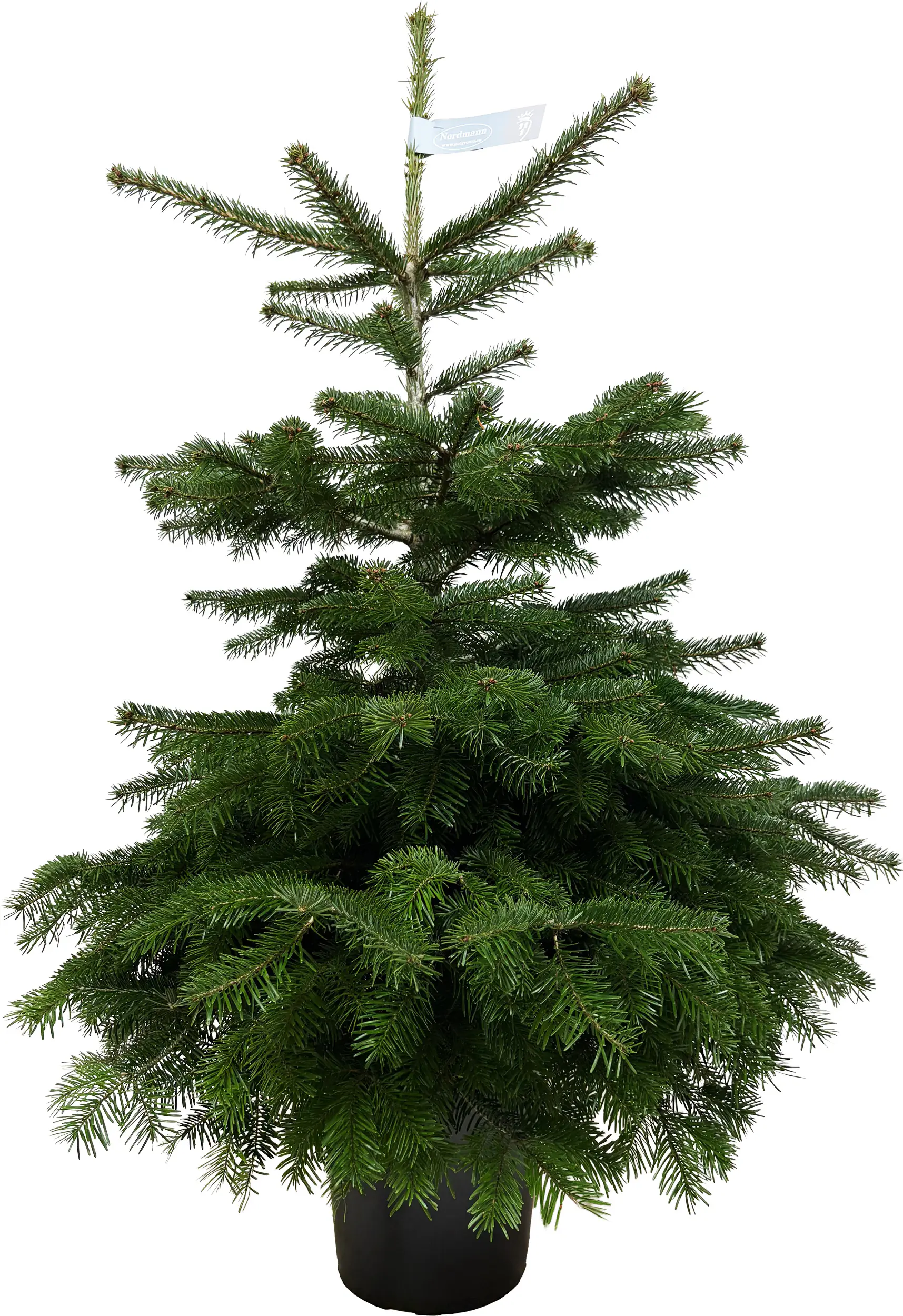 Nordmanntanne Abies nordmanniana H 120 - 140 cm, 10 Liter Container, topfgewachsen
