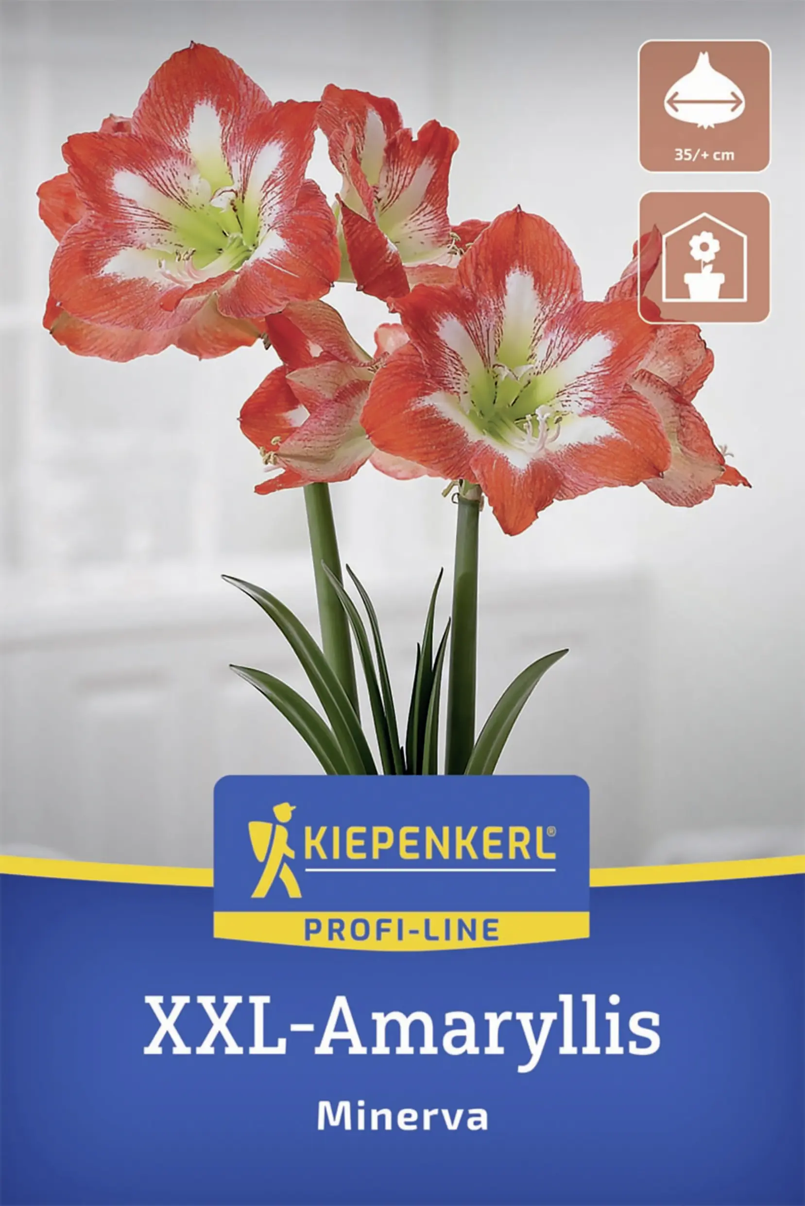 Kiepenkerl Amaryllis Minerva rot/weiß 1 Stück