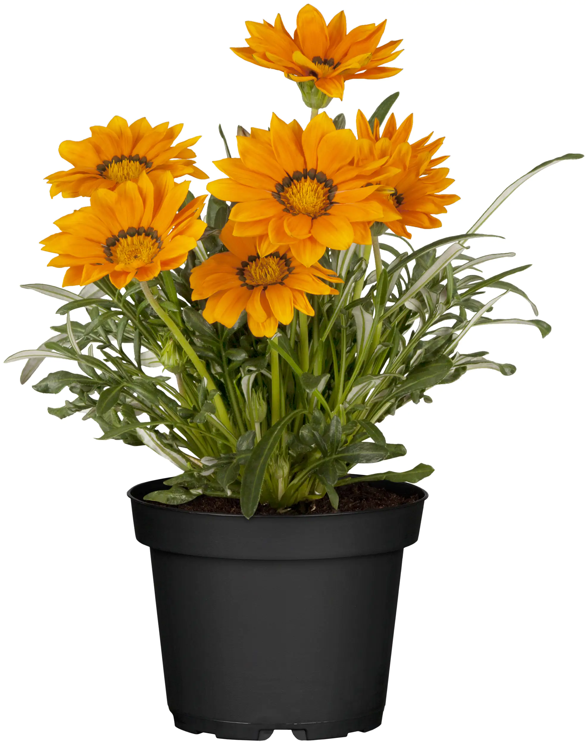 Mittagsgold Gazania 13 cm Topf