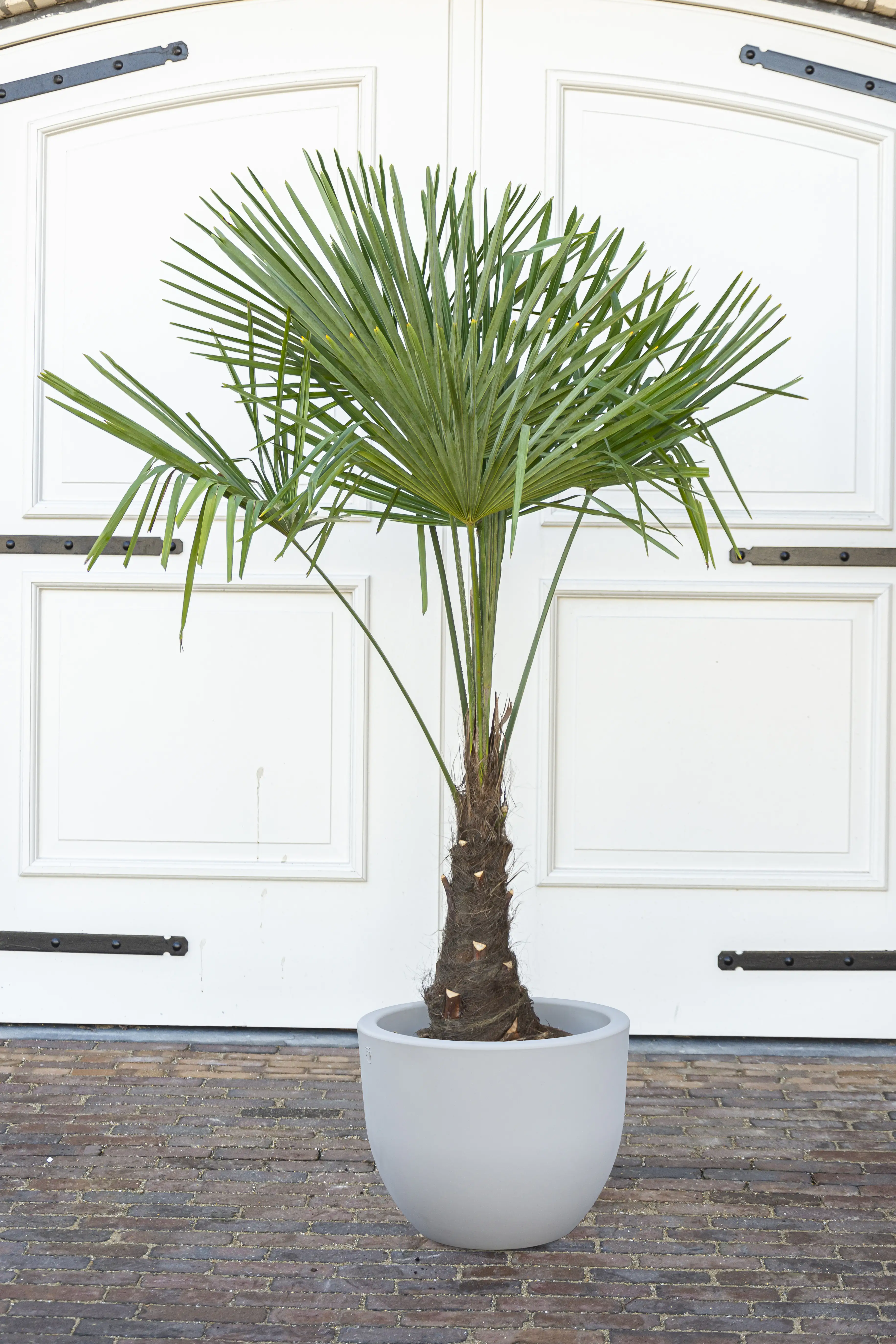 Chinesische Hanfpalme Trachycarpus Fortunei H ca. 150-170 cm 30 cm Topf 