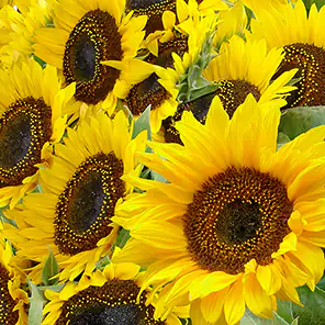 Braun & Company Servietten Motiv Atelier Herbstsonne, 33 x 33 cm - 20er Pack