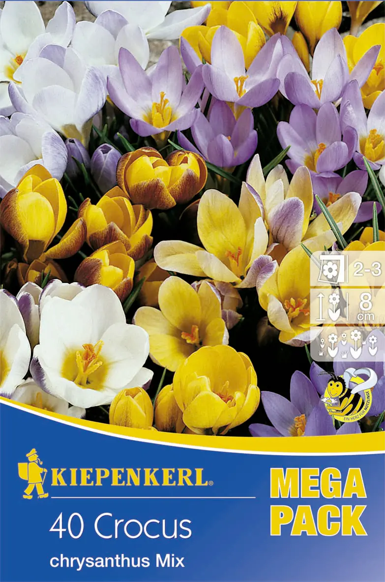 Kiepenkerl Mega-Pack Blumenzwiebeln Wildkrokusmischung Crocus chrysanthus, Inhalt: 40 Stück
