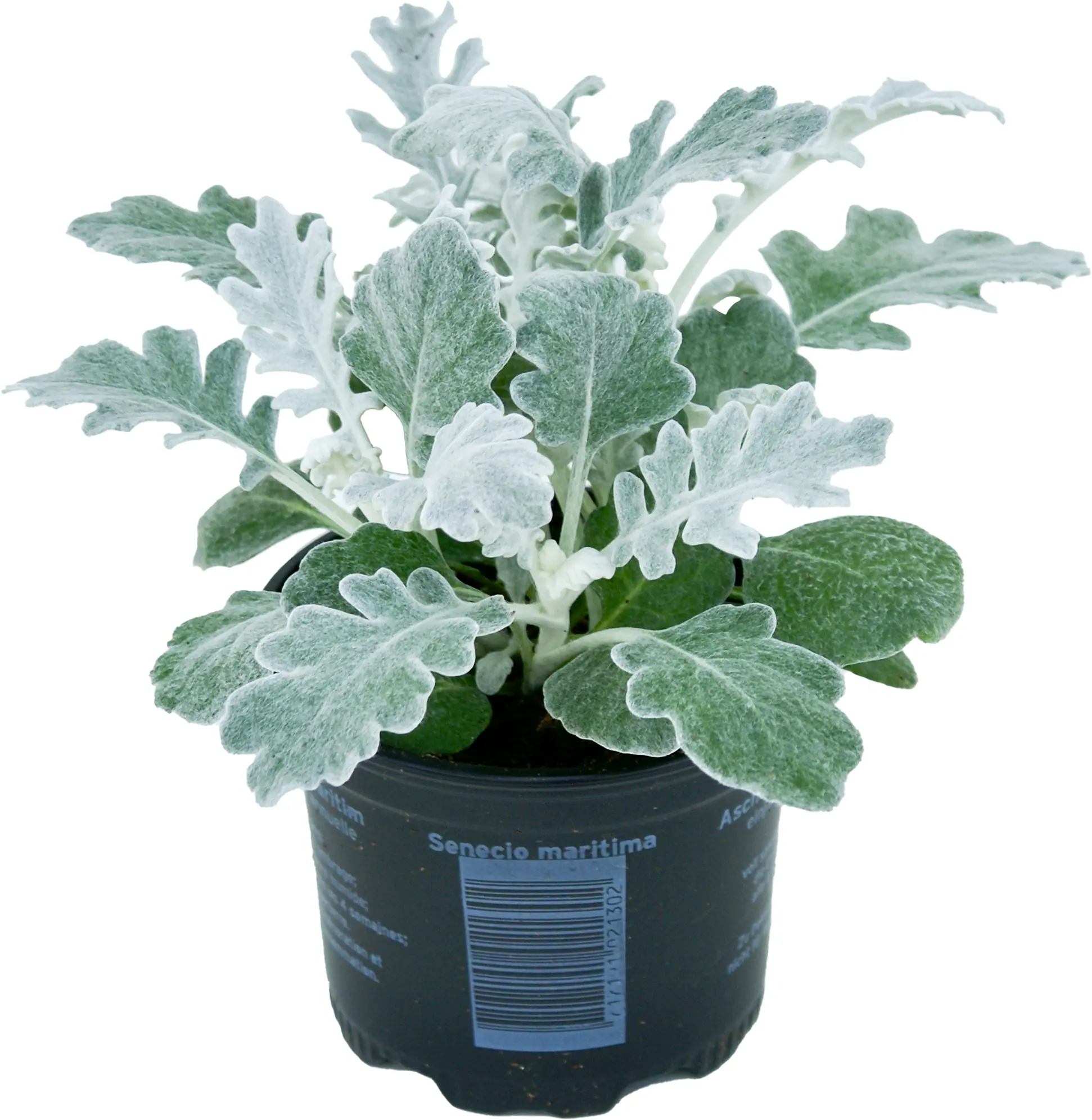 Silberblatt 9 cm Topf, ca. 15 cm hoch