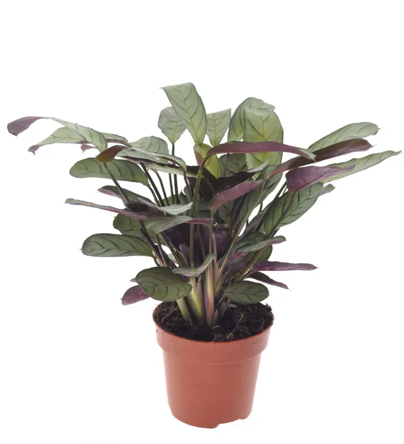 Gebetspflanze Ctenanthe Amagris H 20 cm, 12 cm Topf