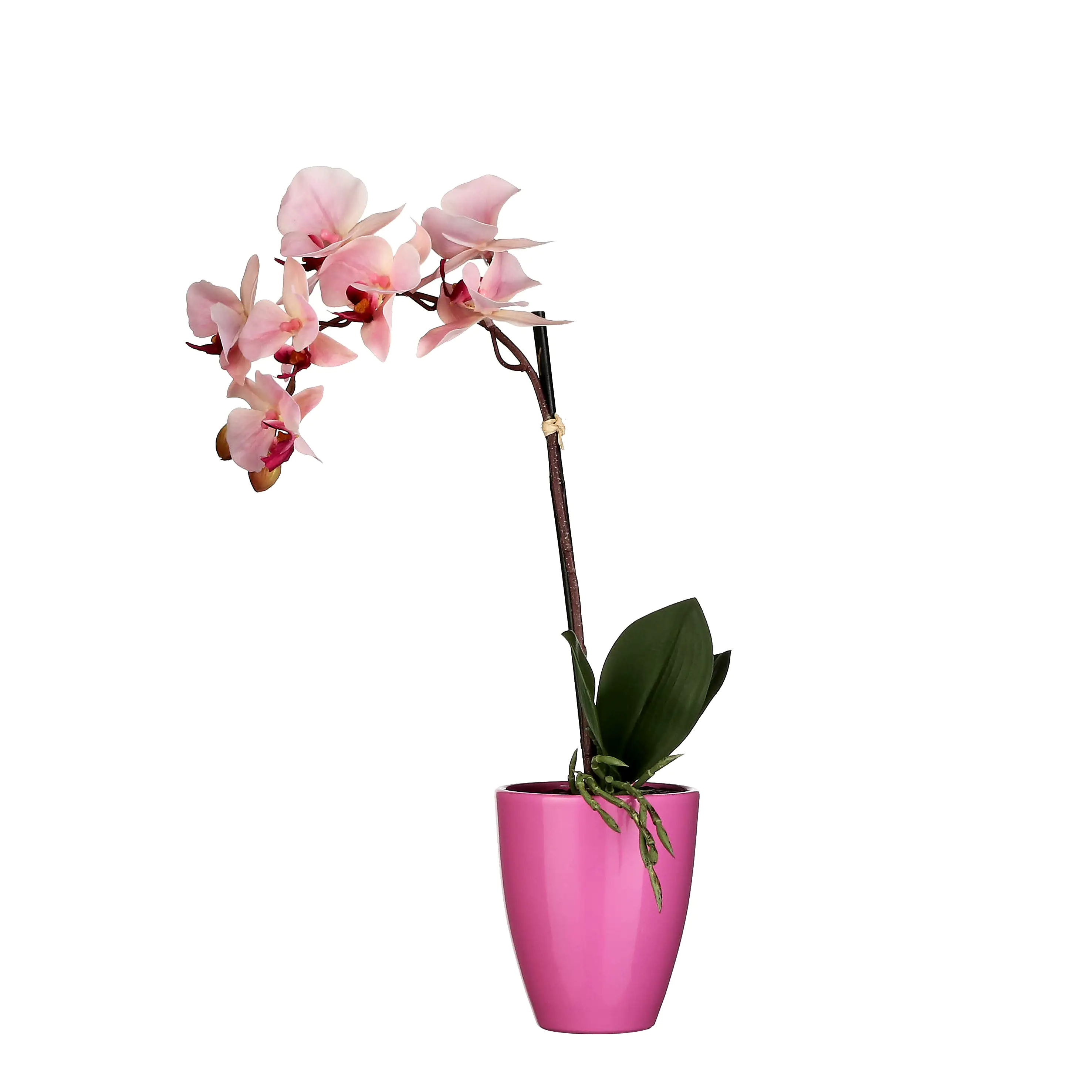 Mica Kunstpflanze Phalaenopsis im Topf rosa, 42 x 20 cm