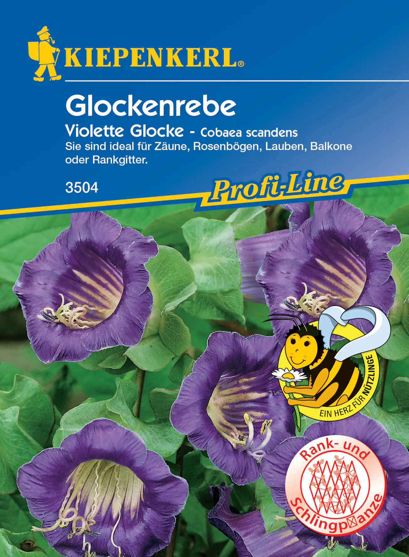 Kiepenkerl Glockenrebe Violett