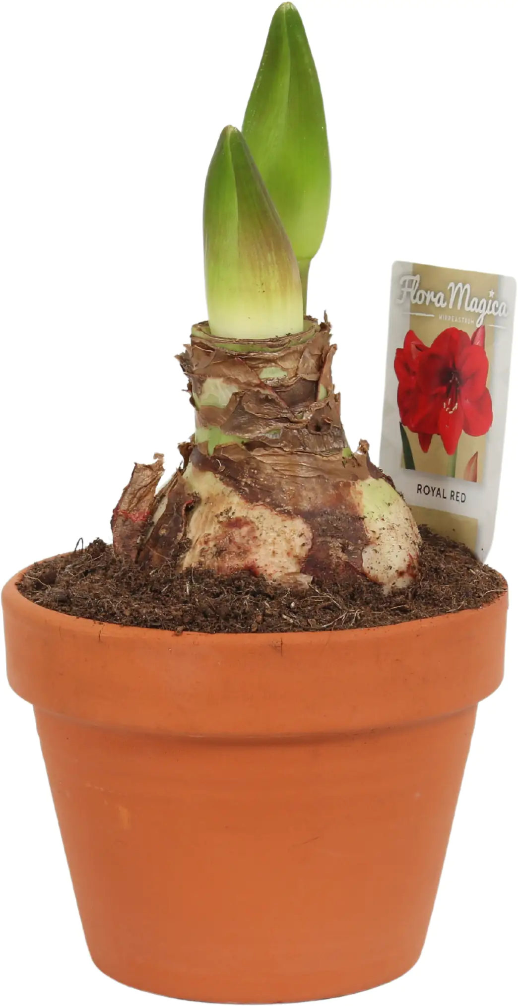 Amaryllis im 15 cm Tontopf Amaryllis im 15 cm Tontopf