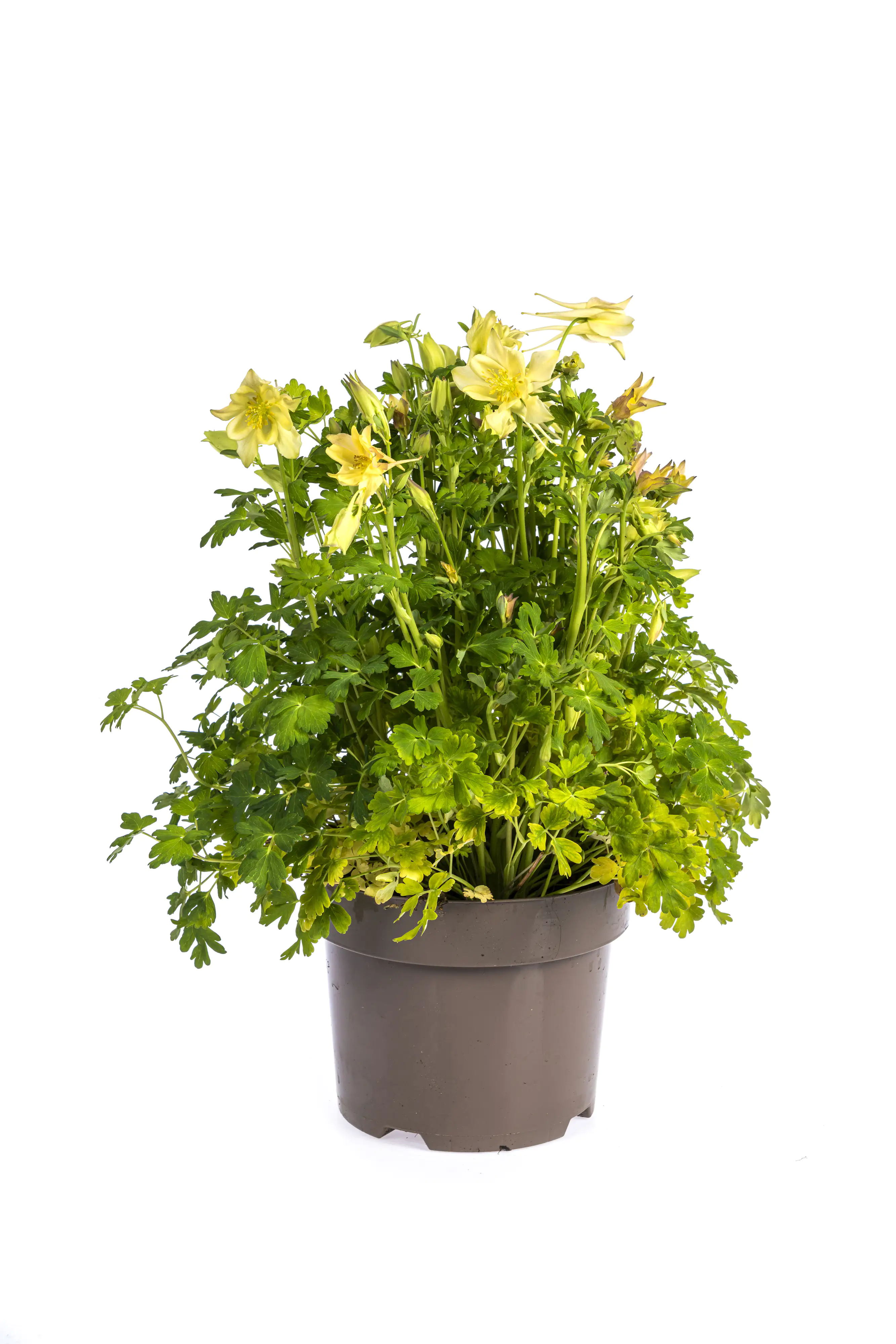 Akelei Aquilegia caerulea 'Kirigami' 19 cm Topf