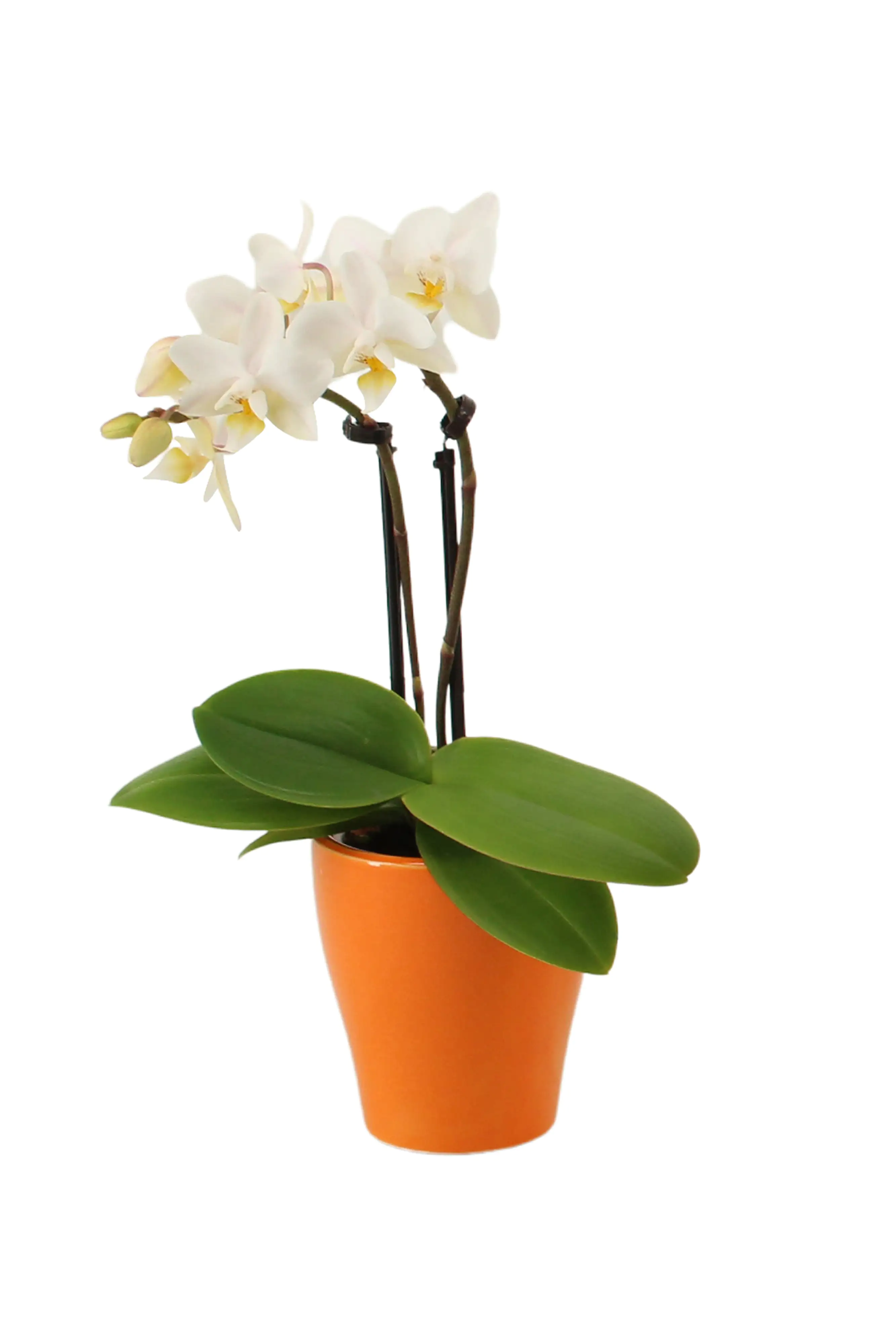 Phalaenopsis 2-Trieber im Keramiktopf Phalaenopsis 2-Trieber im Keramiktopf