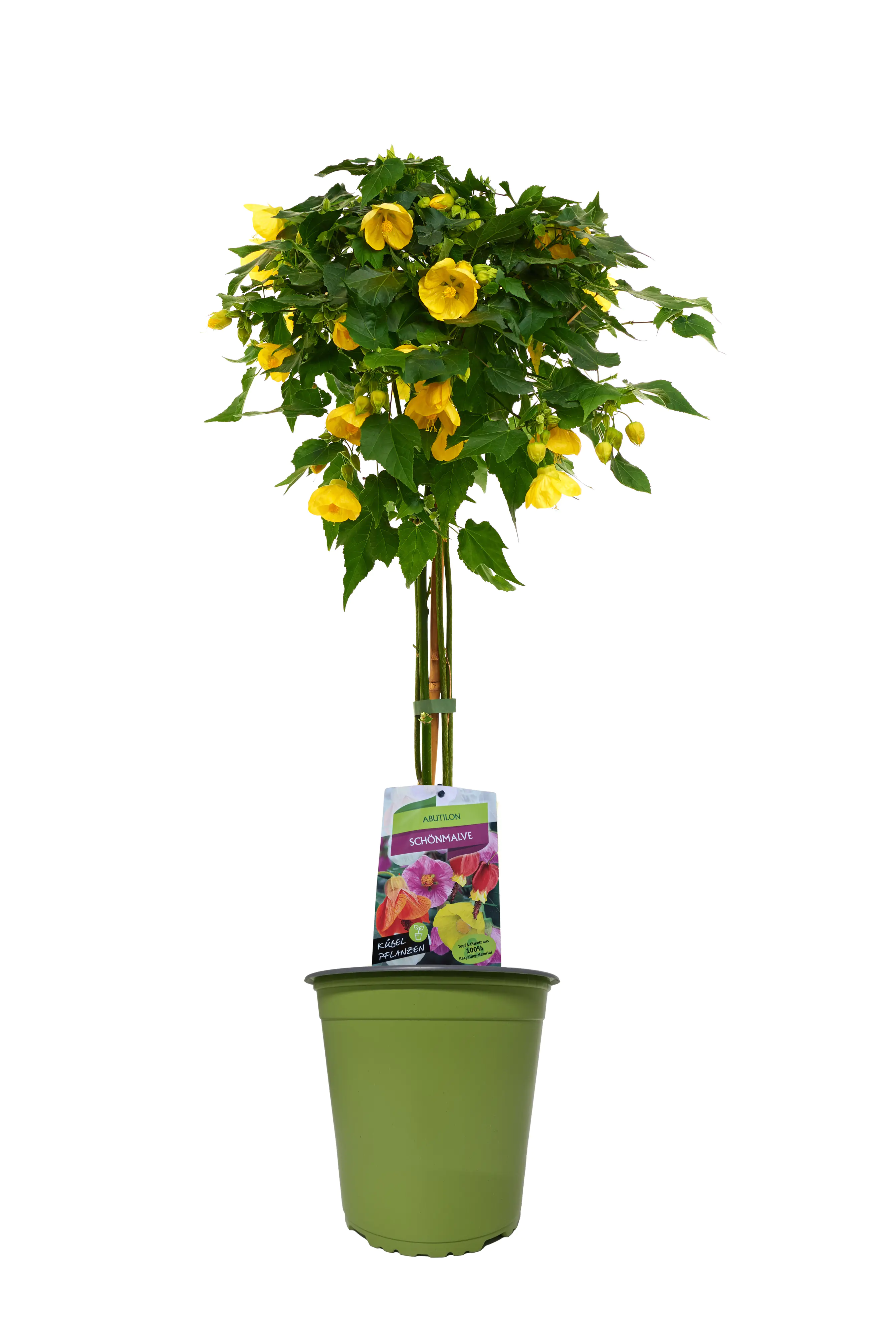 Sommerflor Kübelpflanzen Stamm 19 cm