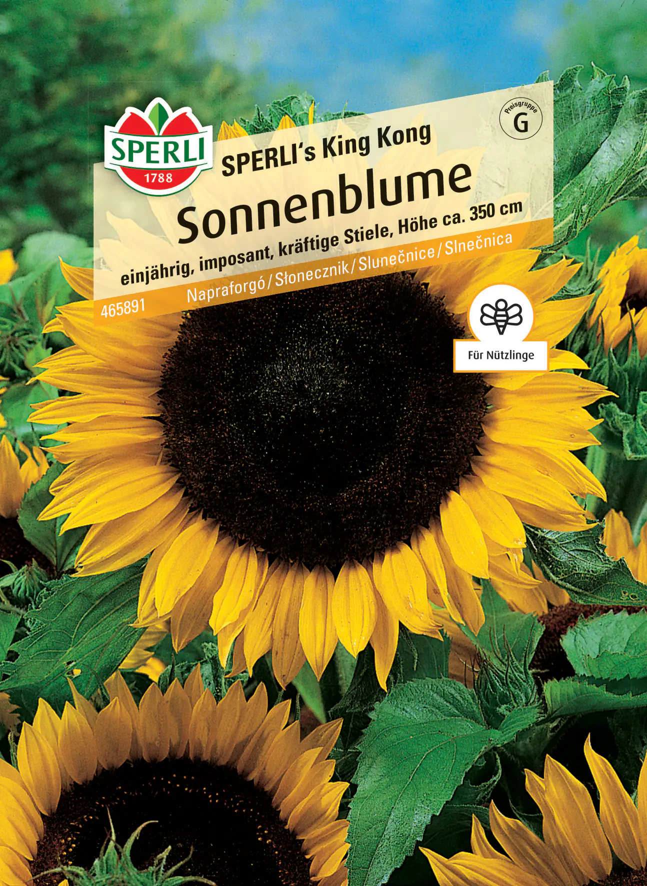 Sperli Sonnenblume SPERLI's King Kong
