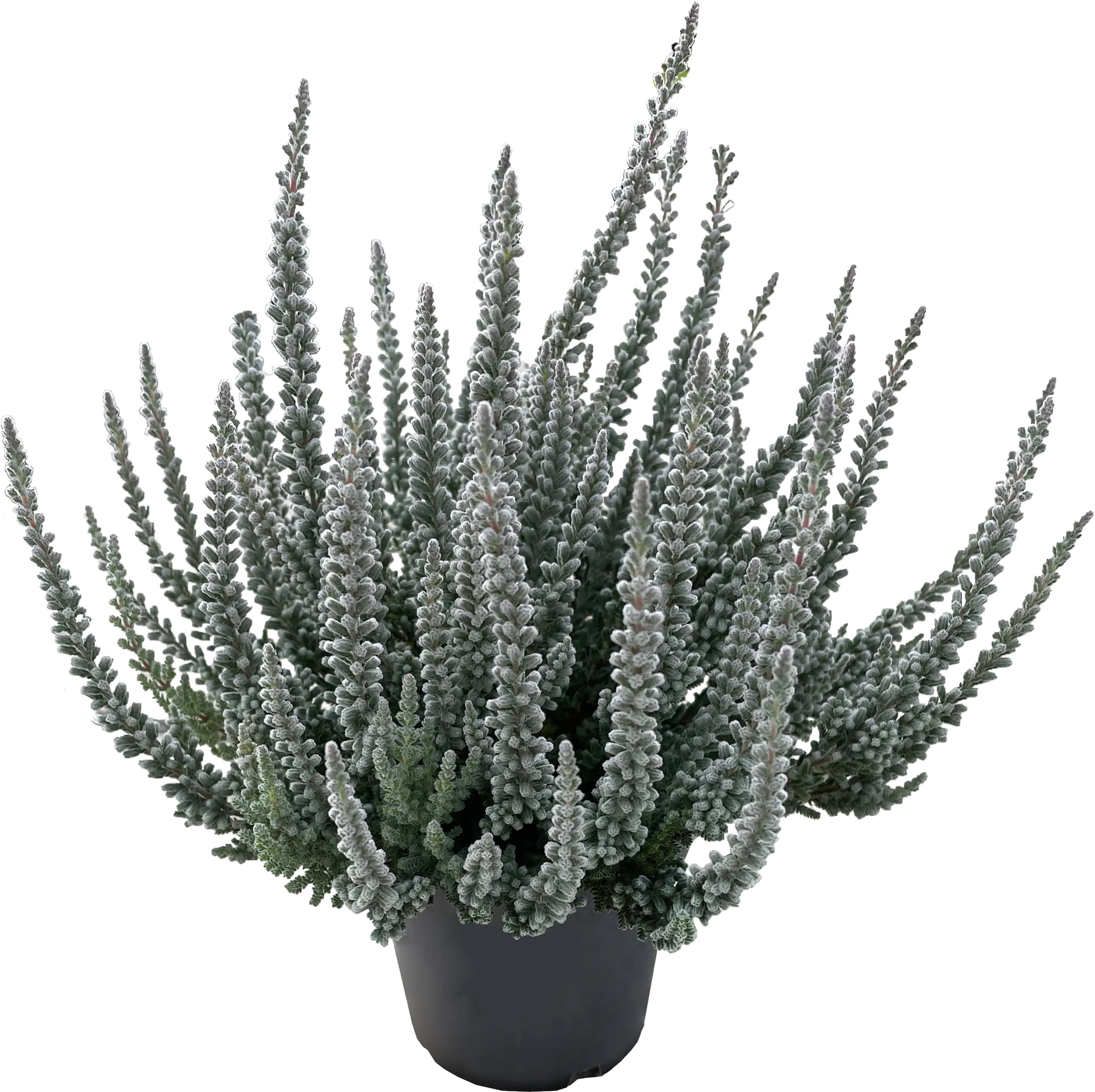 Calluna vulgaris Besonderheiten 11 cm Topf, 15 cm hoch