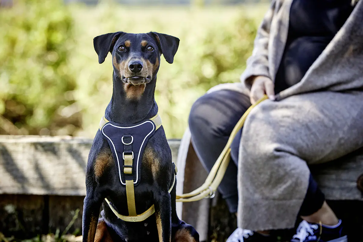 Wolters Hundeleine Professional Comfort curry gelb